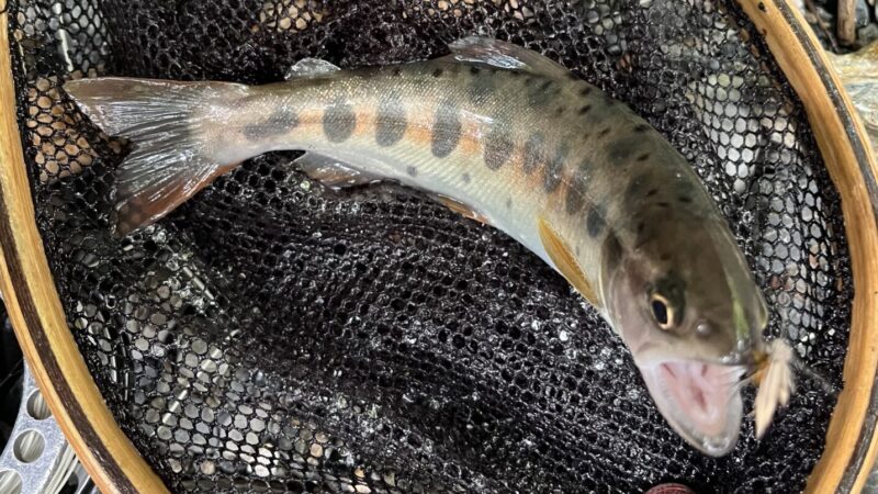 【釣果11匹山女魚11岩魚0】シャロムの森2026.7.23
