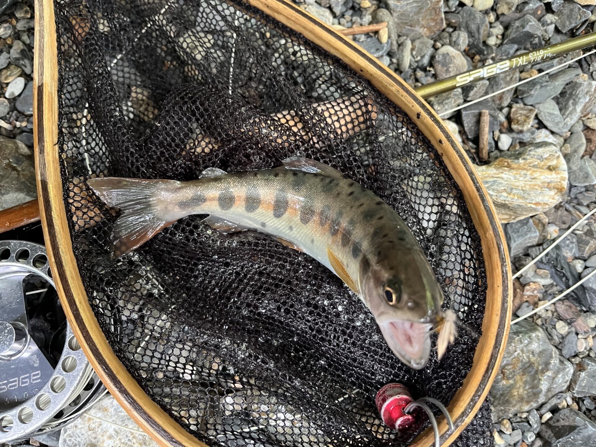 【山女魚の隠れ家。岩魚の隠れ家。】シャロムの森2026.7.23(10)
