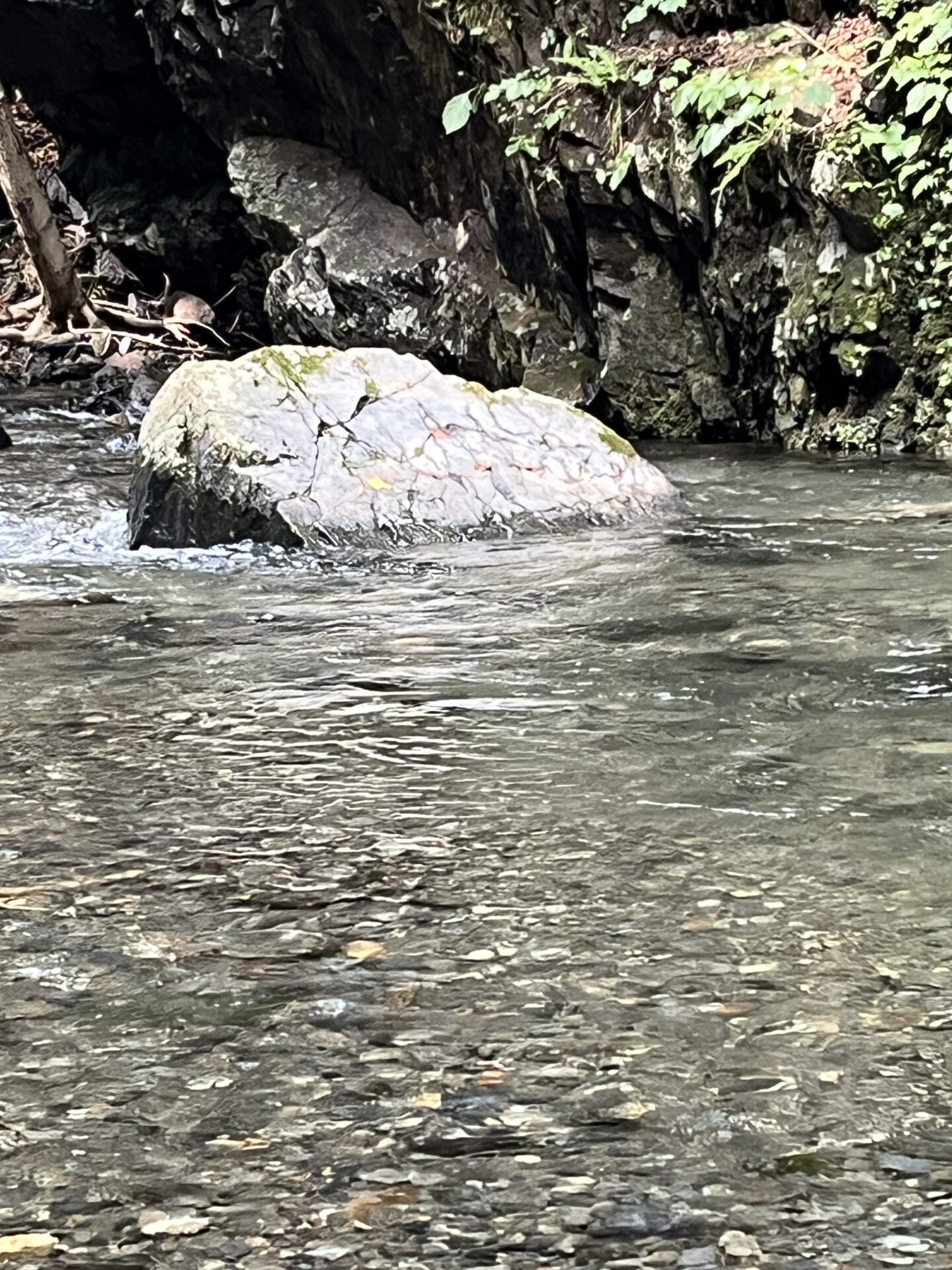 ポイント
【山女魚の隠れ家。岩魚の隠れ家。】シャロムの森2026.7.23(10)
