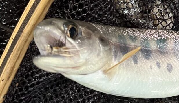  【釣果11匹山女魚11岩魚0】シャロムの森2026.7.23