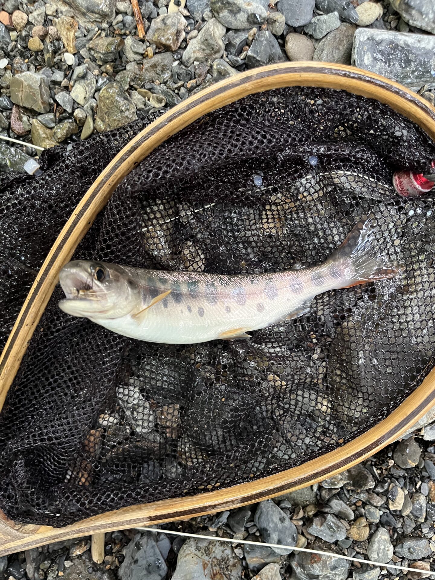【山女魚の隠れ家。岩魚の隠れ家。】シャロムの森2026.7.23(11)