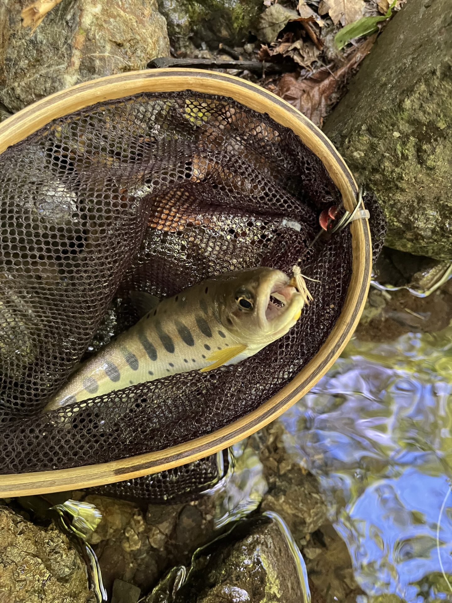 【山女魚の隠れ家。岩魚の隠れ家。】 中ノ沢毛ばり釣り専用区 2026.8.5(1)