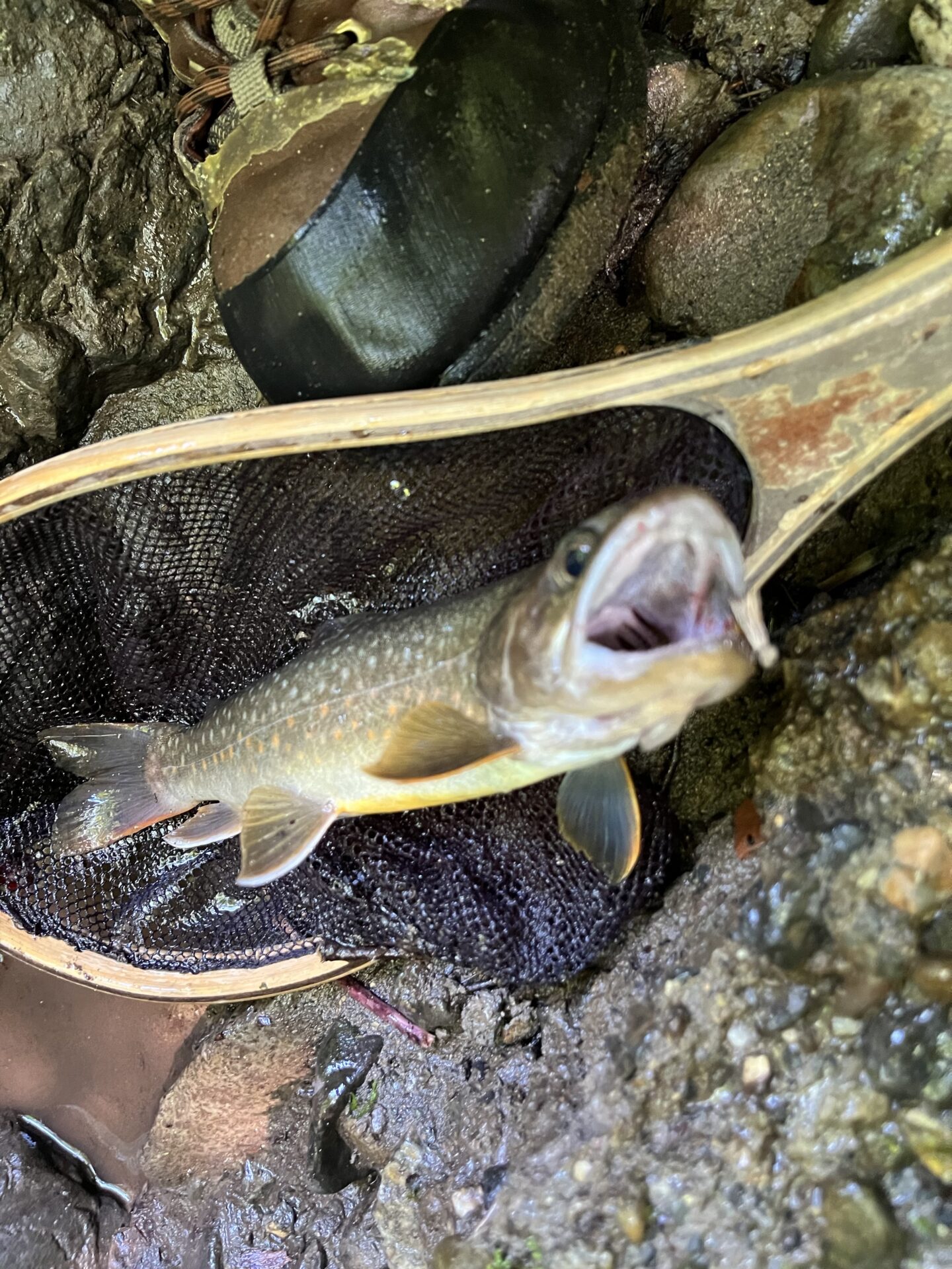 【山女魚の隠れ家。岩魚の隠れ家。】
中ノ沢毛ばり釣り専用区
2026.8.5(2)