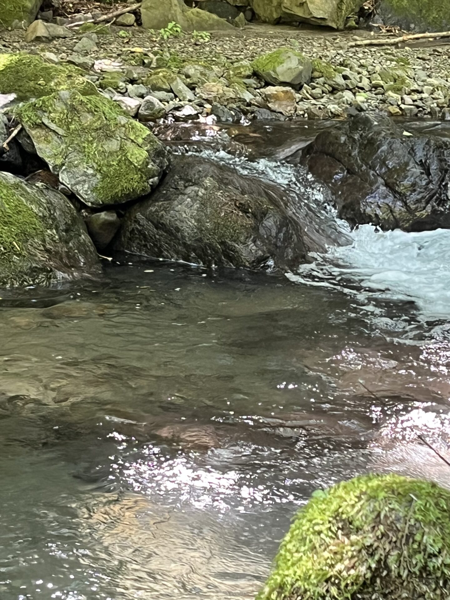 ポイント
【山女魚の隠れ家。岩魚の隠れ家。】
中ノ沢毛ばり釣り専用区
2026.8.5(2)