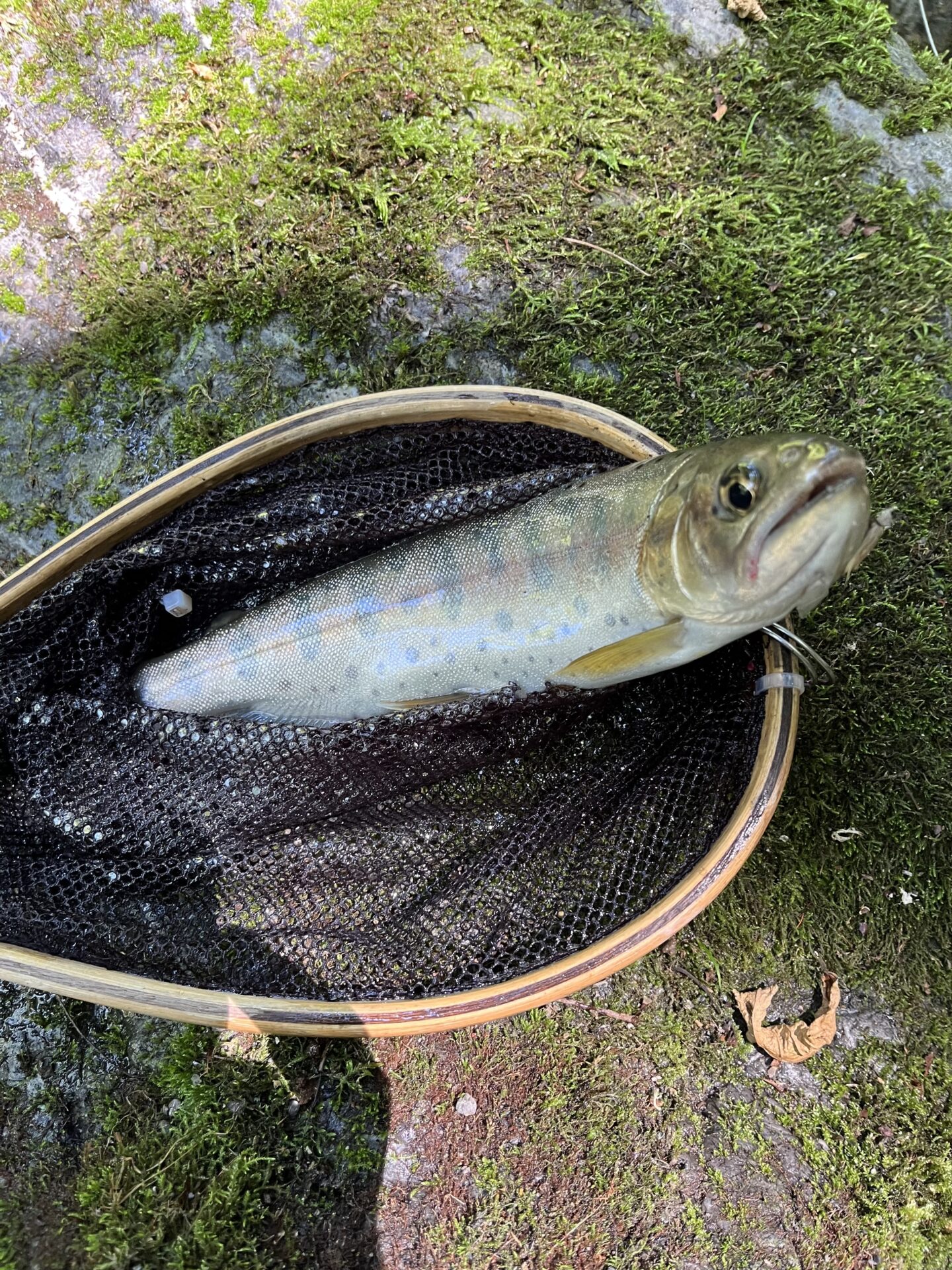 【山女魚の隠れ家。岩魚の隠れ家。】
中ノ沢毛ばり釣り専用区
2026.8.5(3)
