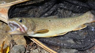 【釣果5匹山女魚3岩魚2】中ノ沢毛ばり釣り専用区2026.8.5 