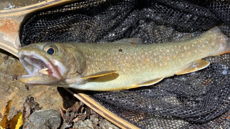 【釣果5匹山女魚3岩魚2】中ノ沢毛ばり釣り専用区2026.8.5