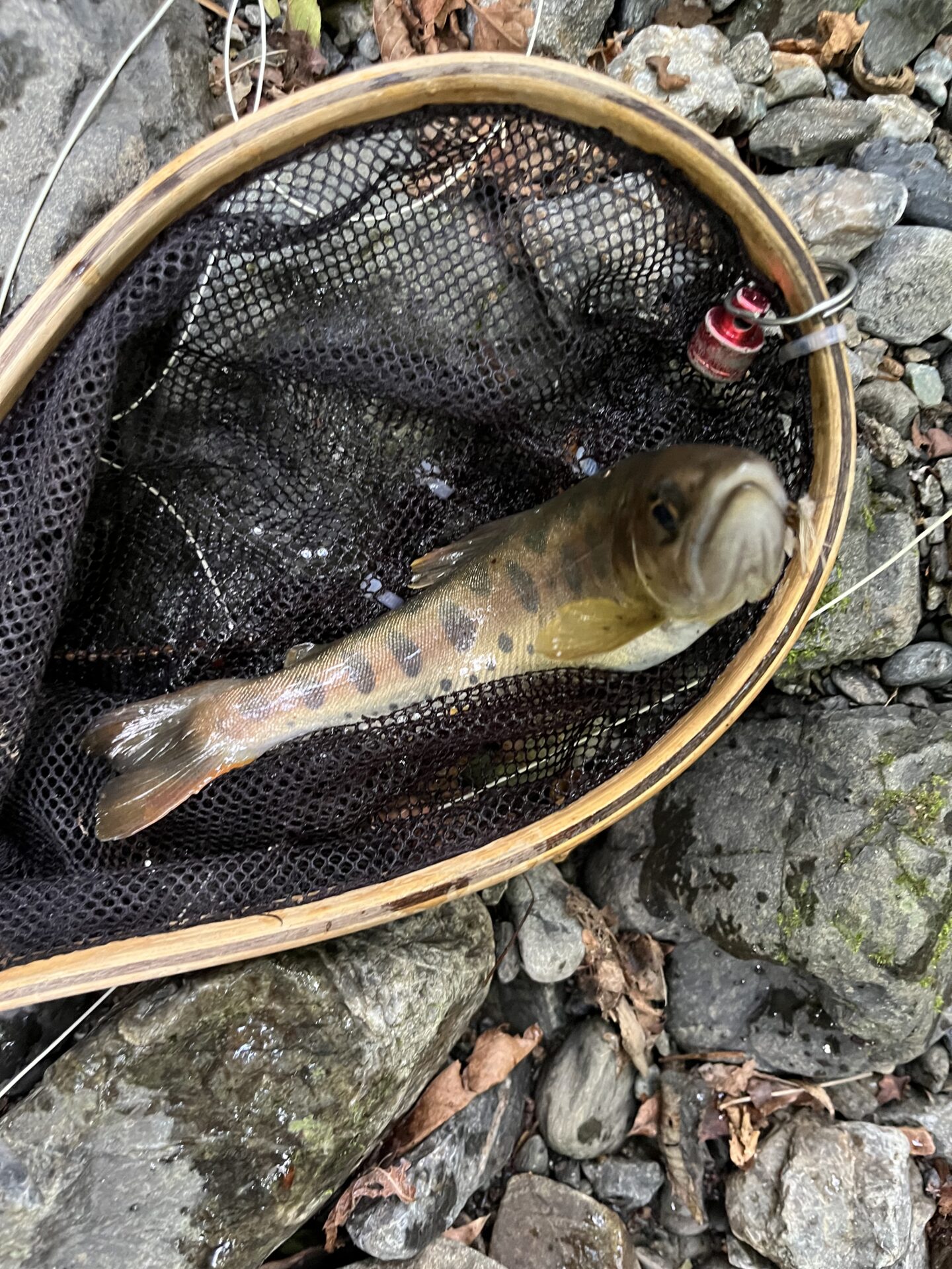 【山女魚の隠れ家。岩魚の隠れ家。】中ノ沢毛ばり釣り専用区2026.8.5(5)