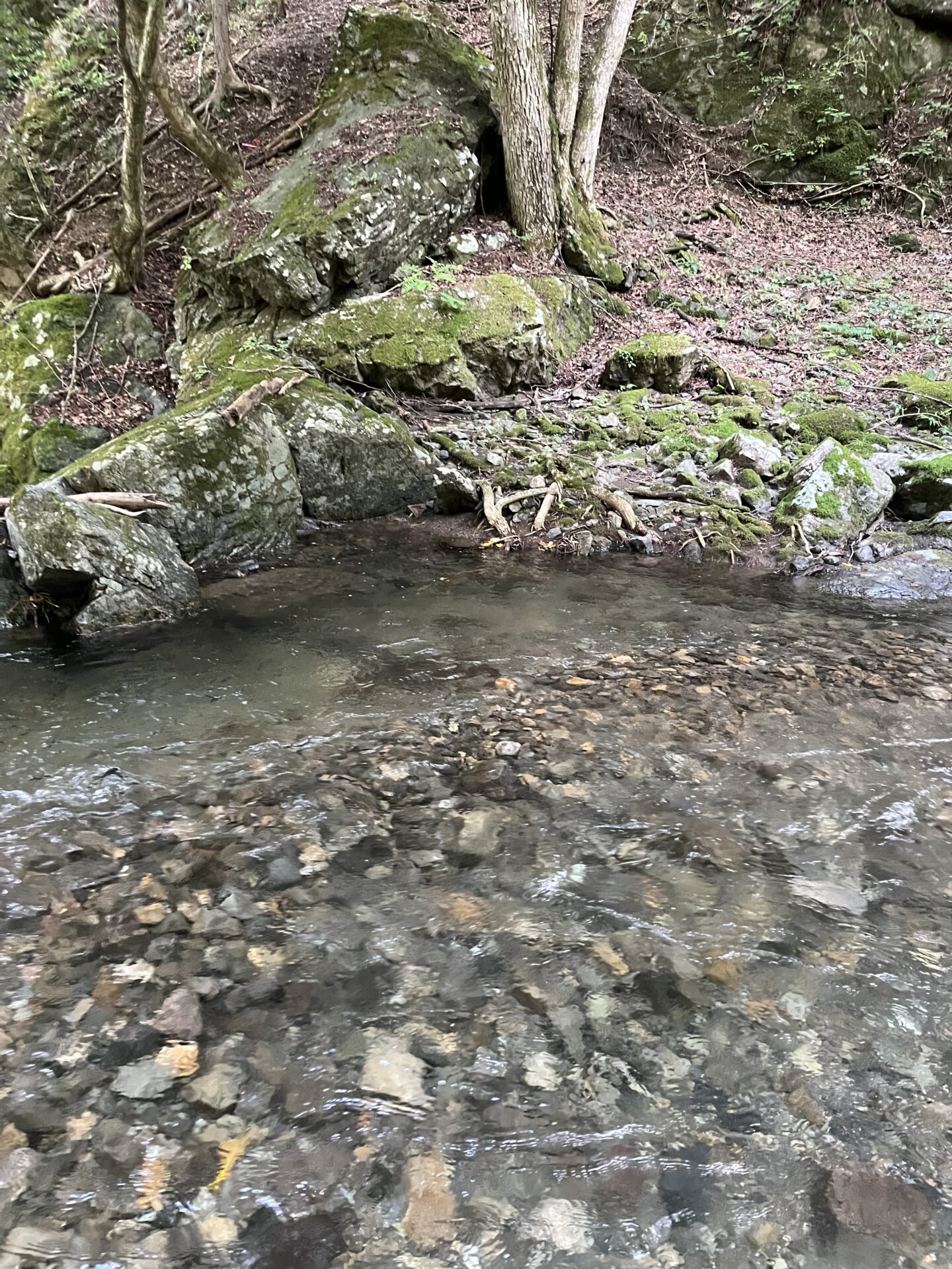 ポイント
【山女魚の隠れ家。岩魚の隠れ家。】
中ノ沢毛ばり釣り専用区
2026.8.5(5)