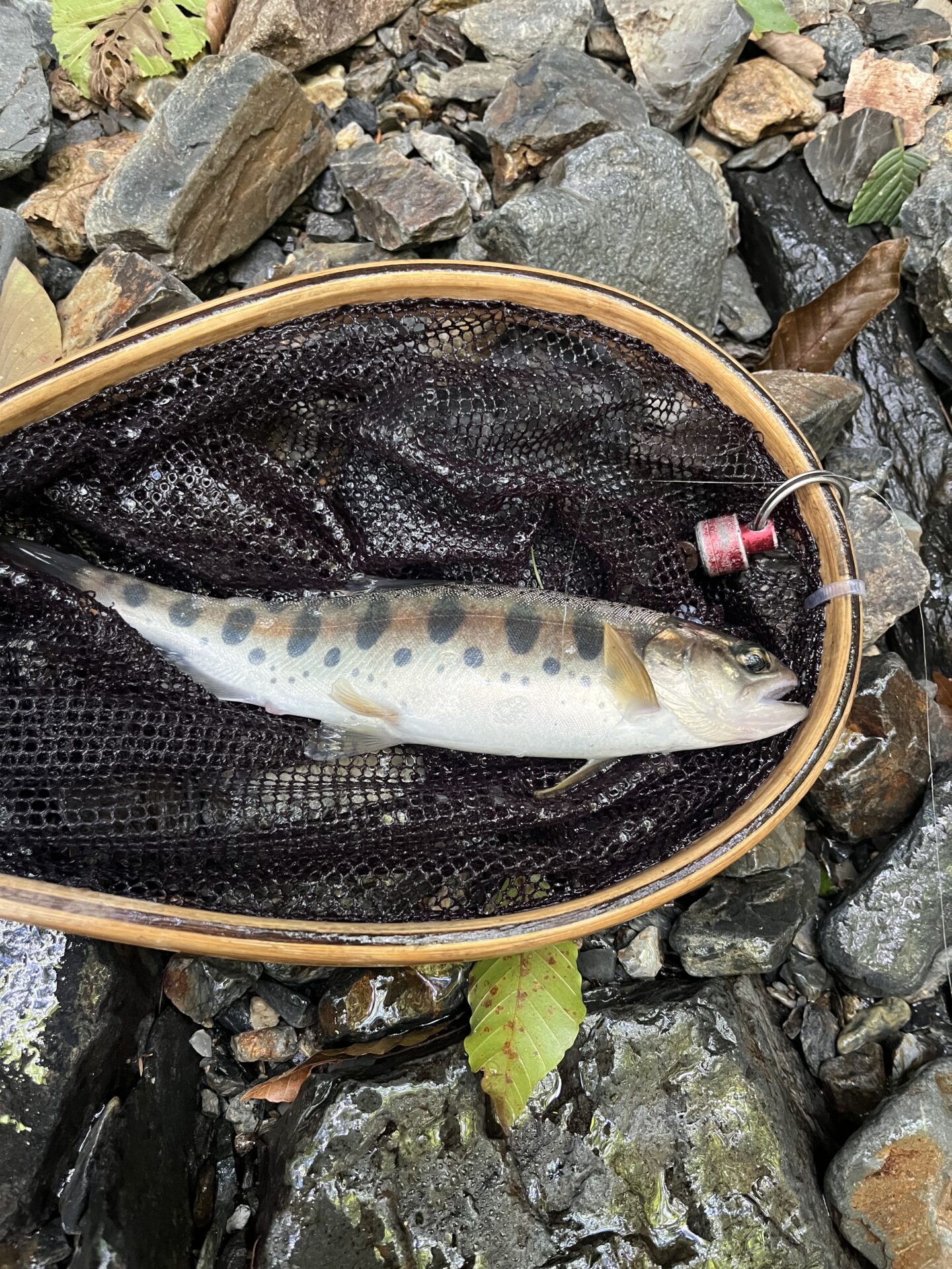 山女魚
シャロムの森
2026.8.6
10:48