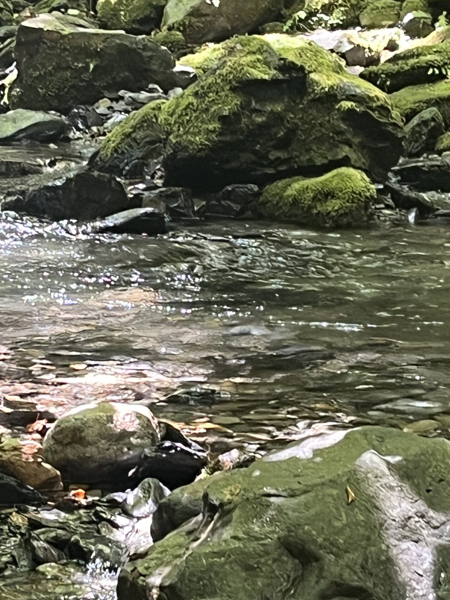 ポイント
山女魚
シャロムの森
2026.8.6
11:40