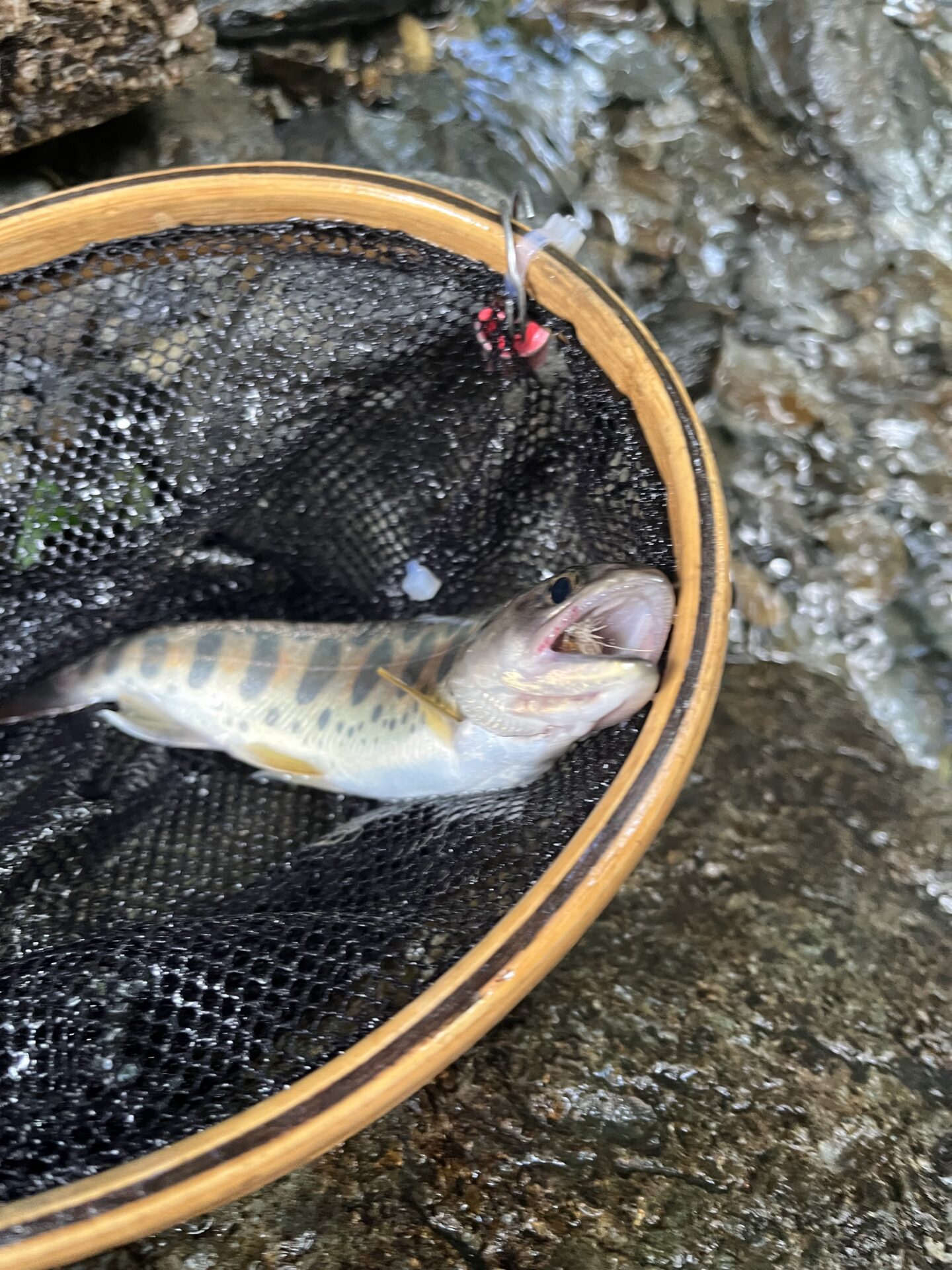 山女魚
シャロムの森
2026.8.6
12:15
