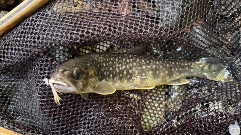 【釣果17匹山女魚12岩魚5】シャロムの森2026.8.6