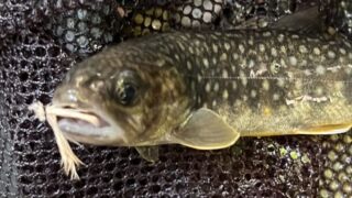 【釣果17匹山女魚12岩魚5】シャロムの森2026.8.6 