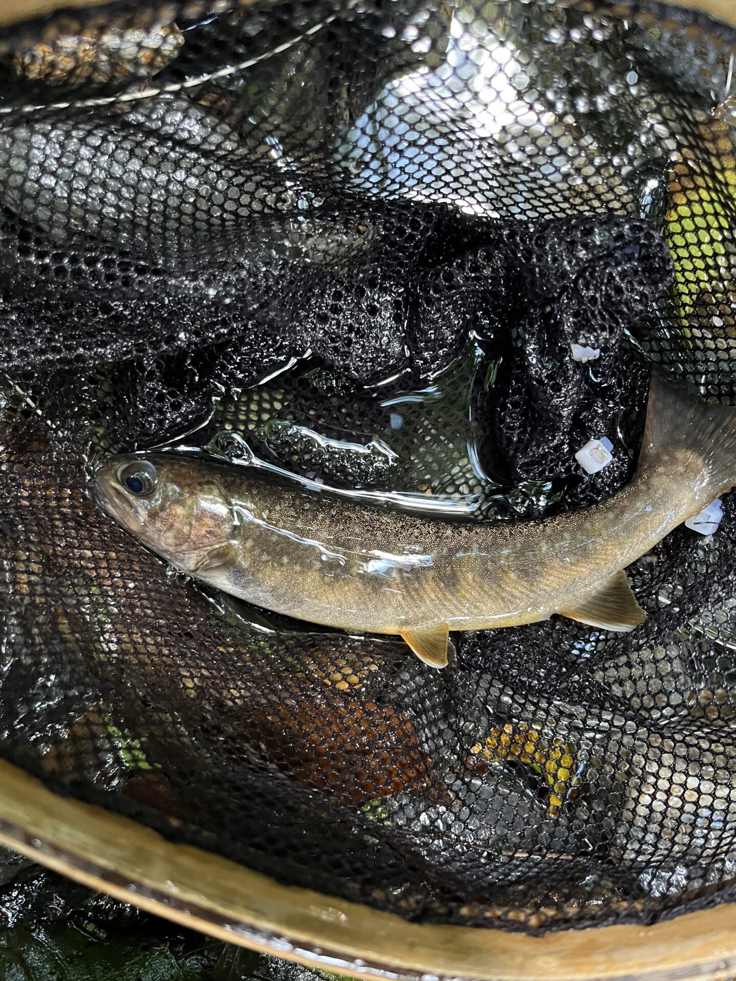 岩魚
シャロムの森
2026.8.6
13:31