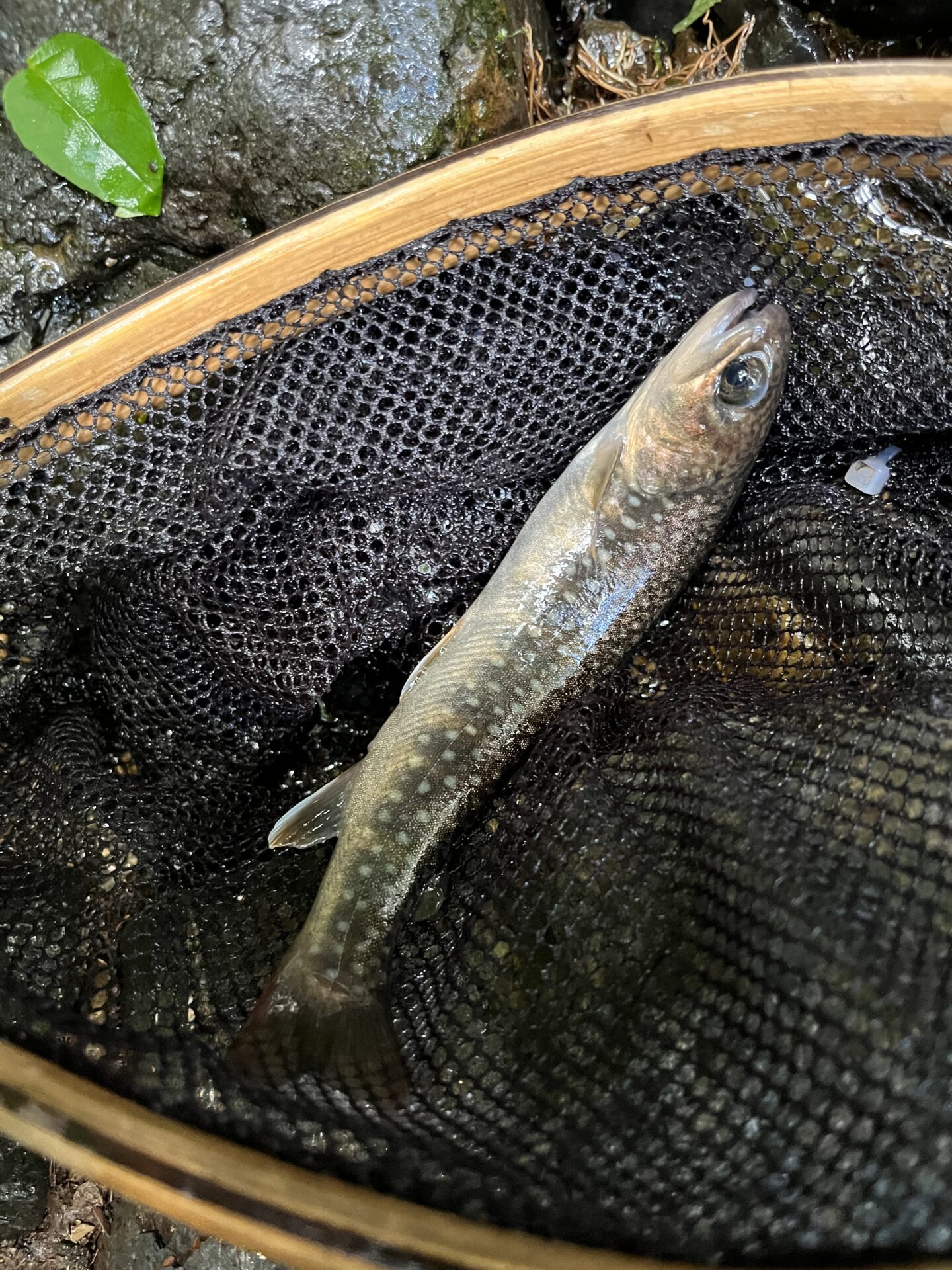 岩魚
シャロムの森
2026.8.6
13:41