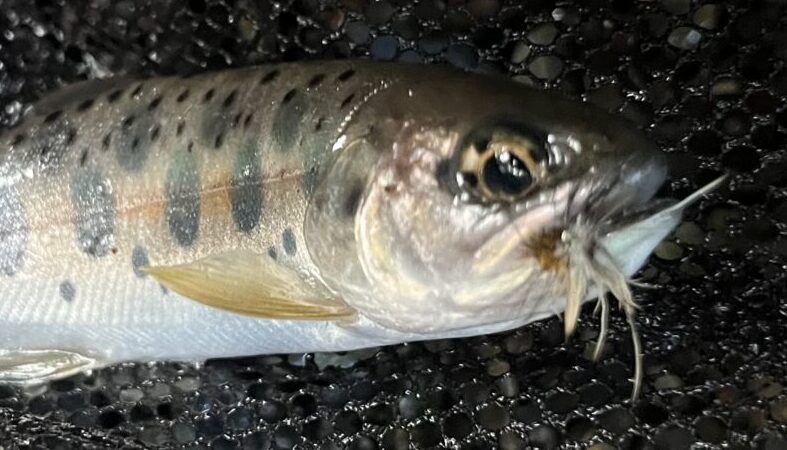  【釣果17匹山女魚12岩魚5】シャロムの森2026.8.6