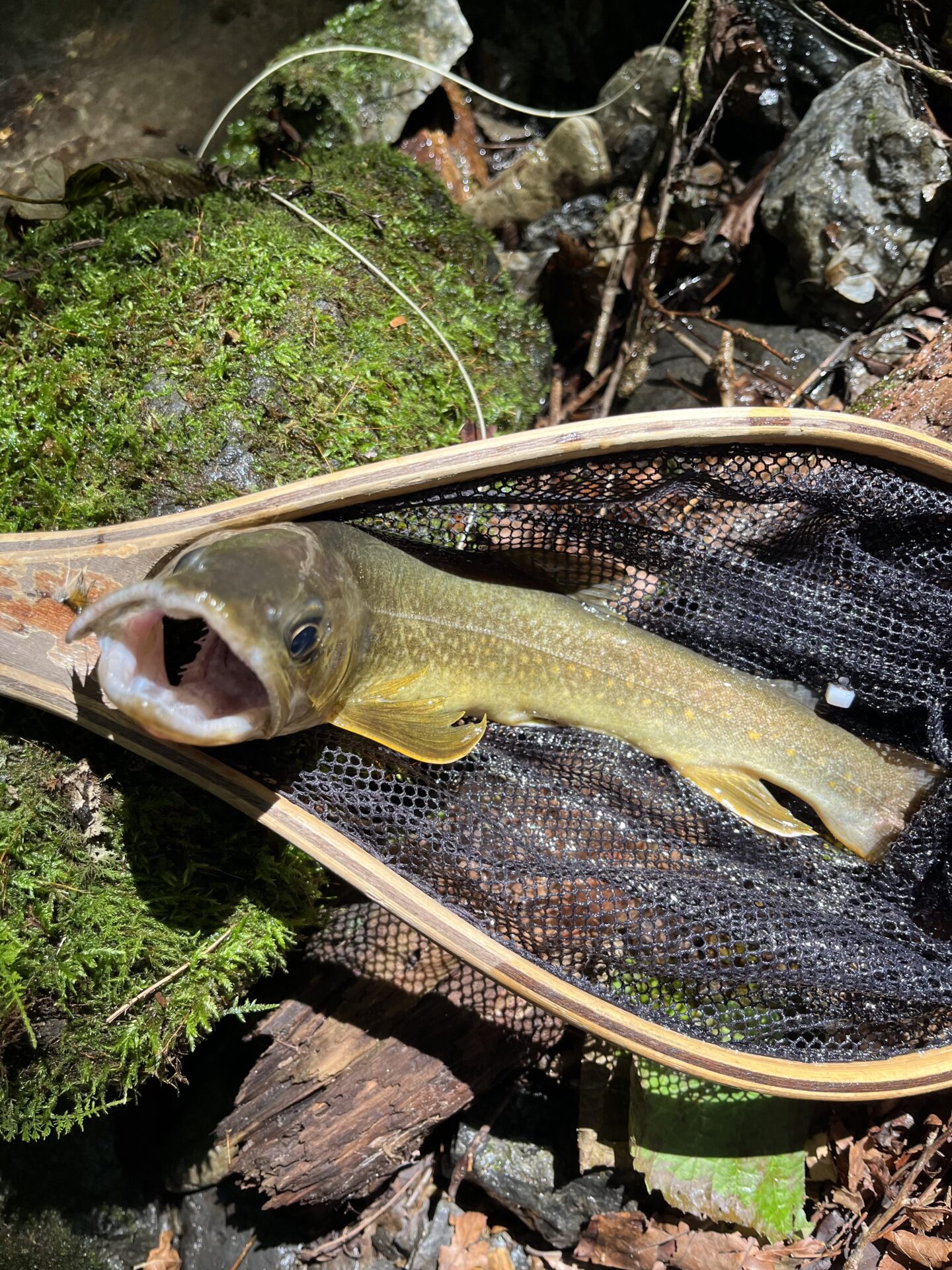 【山女魚の隠れ家。岩魚の隠れ家。】中ノ沢毛ばり釣り専用区2026.8.19(1)