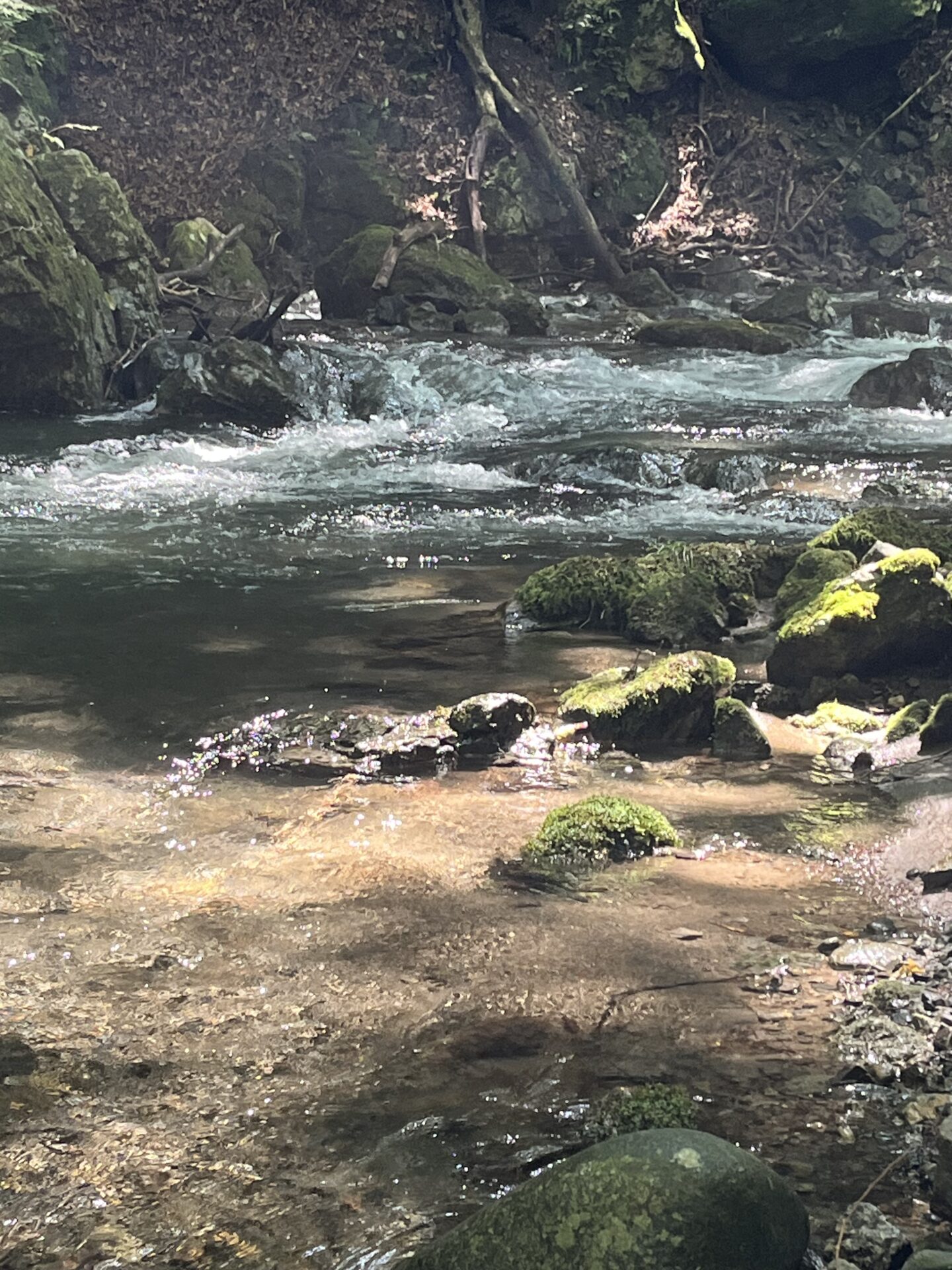 ポイント
【山女魚の隠れ家。岩魚の隠れ家。】中ノ沢毛ばり釣り専用区2026.8.19(1)