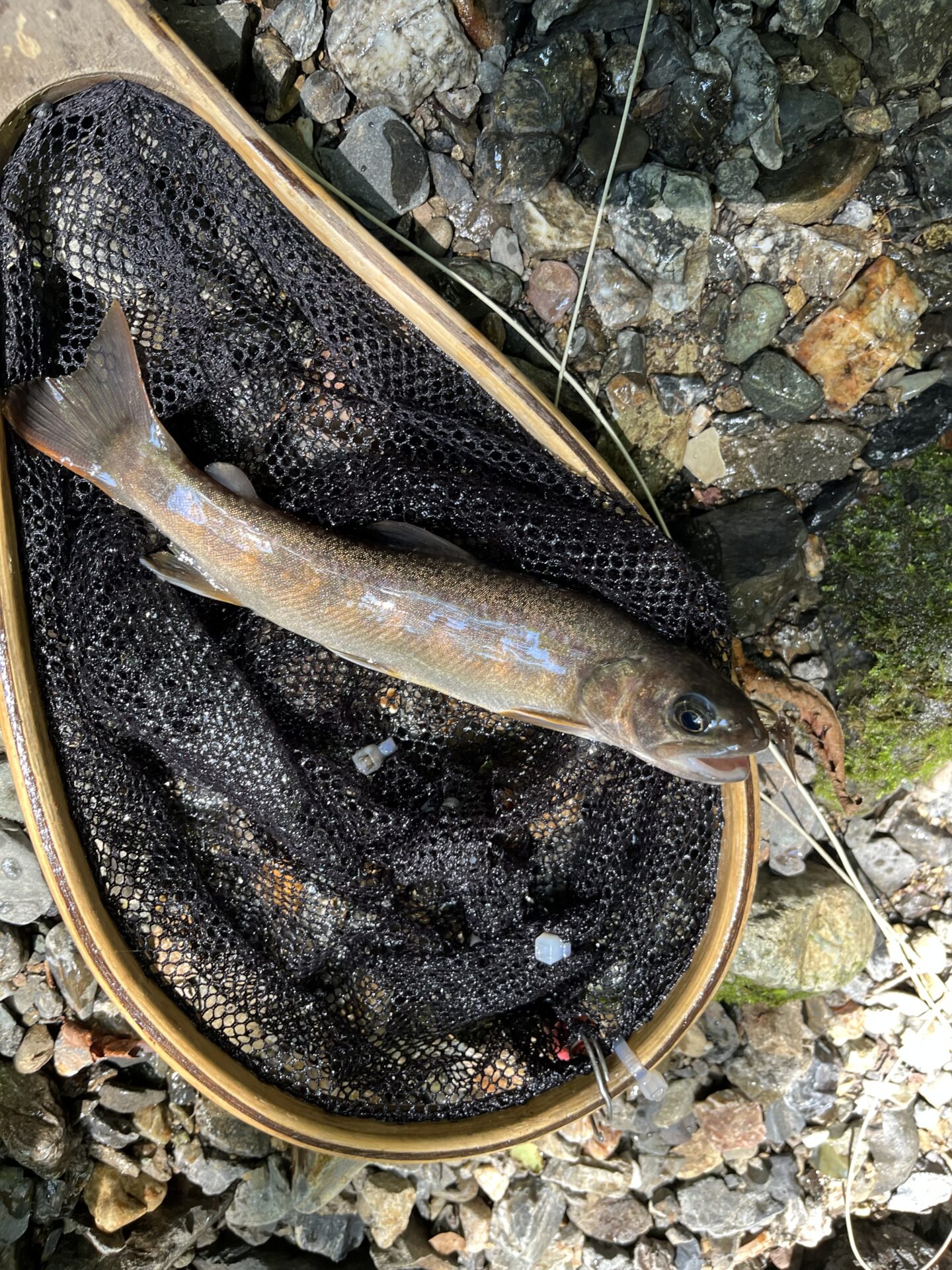 【山女魚の隠れ家。岩魚の隠れ家。】中ノ沢毛ばり釣り専用区2026.8.19(2)