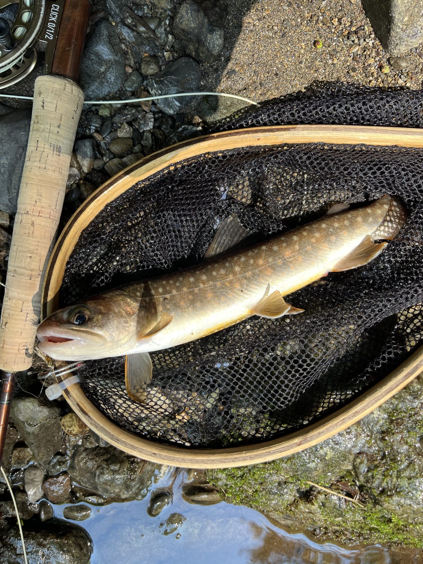 【山女魚の隠れ家。岩魚の隠れ家。】中ノ沢毛ばり釣り専用区2026.8.19(3)