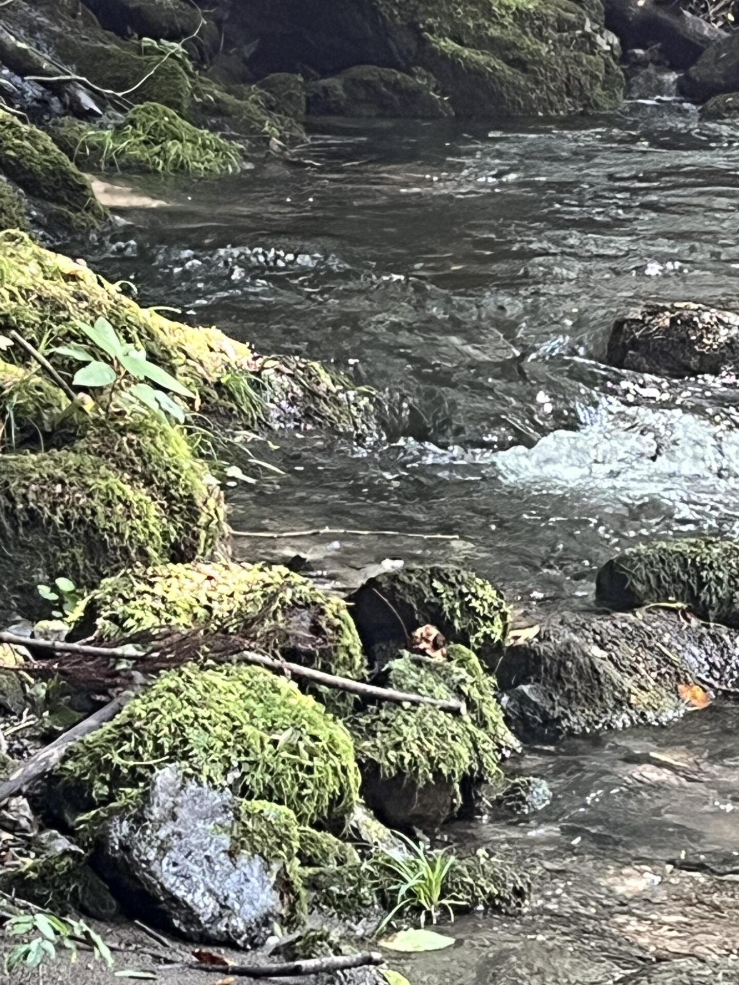 増水時の岩魚の隠れ家 岩陰?