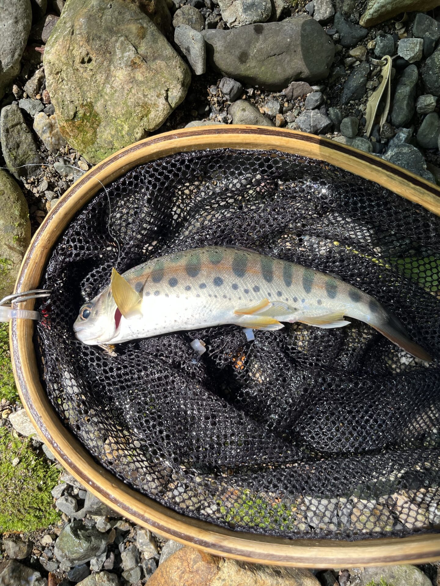 【山女魚の隠れ家。岩魚の隠れ家。】中ノ沢毛ばり釣り専用区2026.8.19(4)