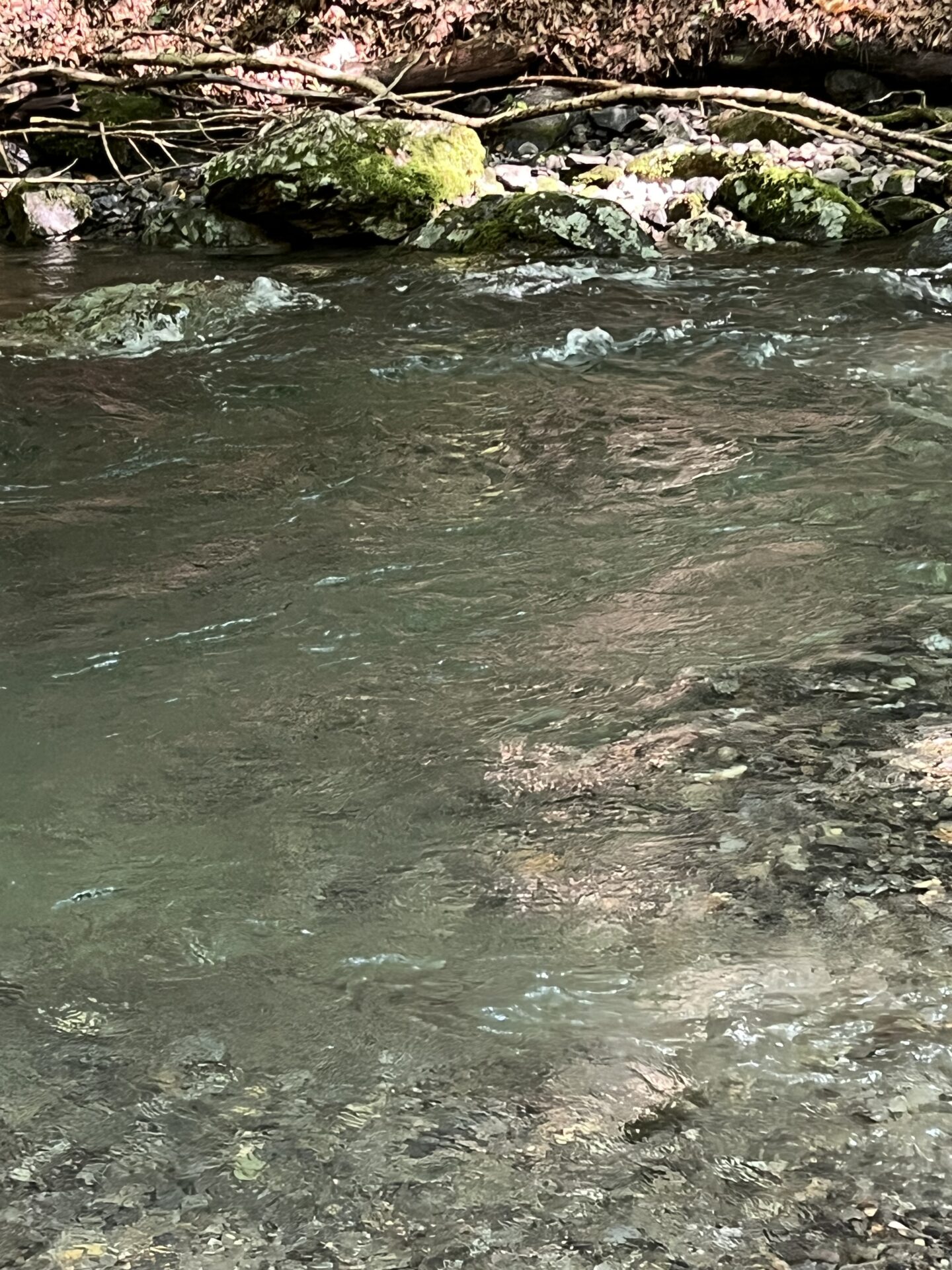 ポイント
【山女魚の隠れ家。岩魚の隠れ家。】中ノ沢毛ばり釣り専用区2026.8.19(4)