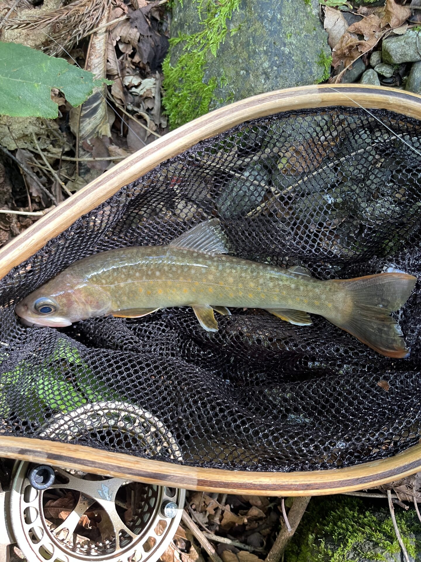 【山女魚の隠れ家。岩魚の隠れ家。】中ノ沢毛ばり釣り専用区2026.8.19(5)