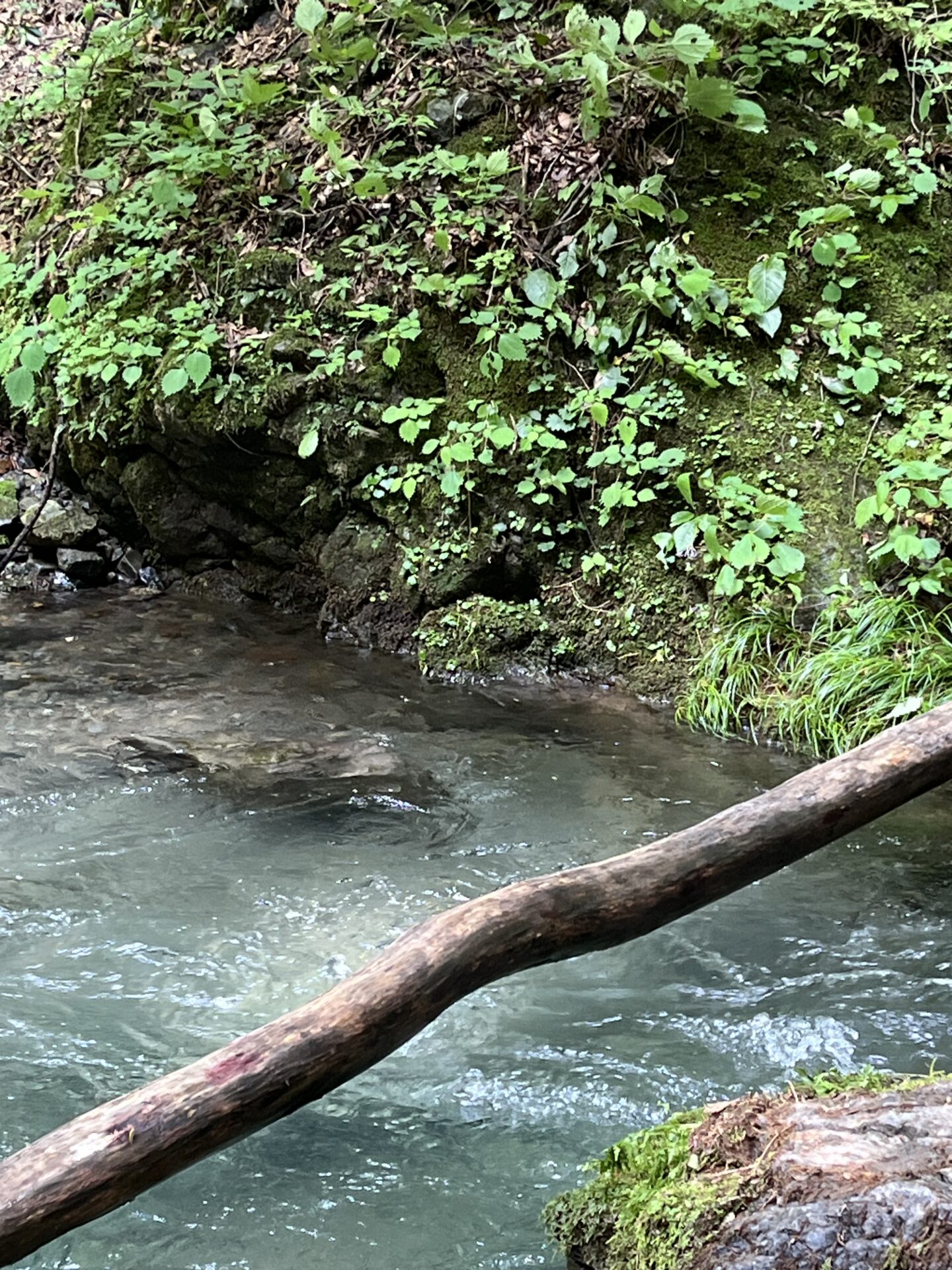 ポイント
【山女魚の隠れ家。岩魚の隠れ家。】中ノ沢毛ばり釣り専用区2026.8.19(5)