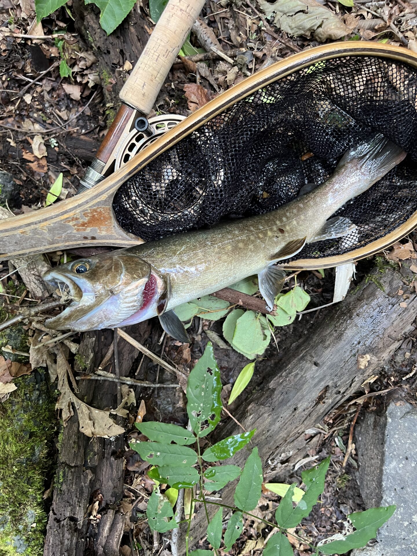 【山女魚の隠れ家。岩魚の隠れ家。】中ノ沢毛ばり釣り専用区2026.8.19(6)