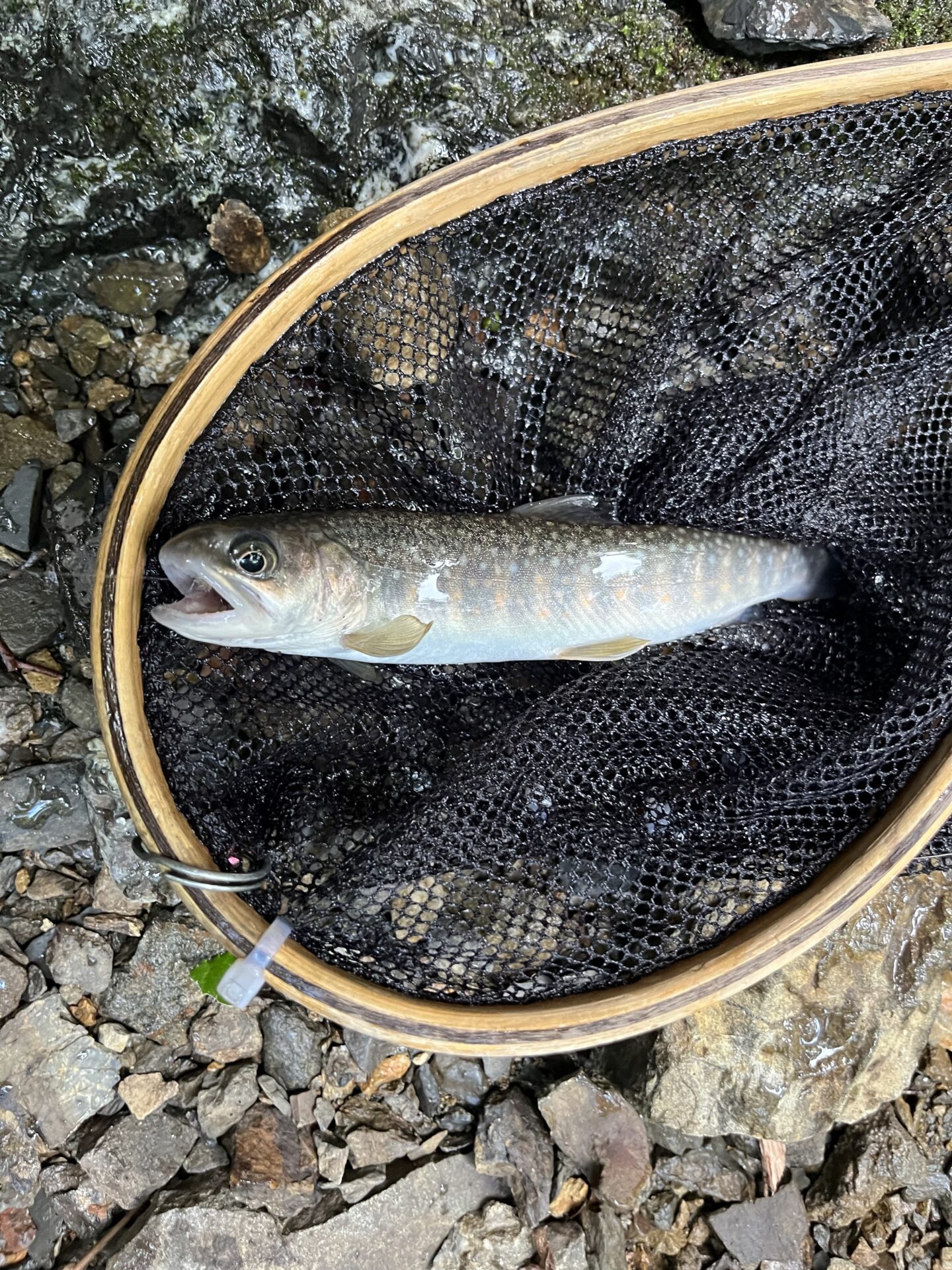 【山女魚の隠れ家。岩魚の隠れ家。】中ノ沢毛ばり釣り専用区2026.8.19(7)