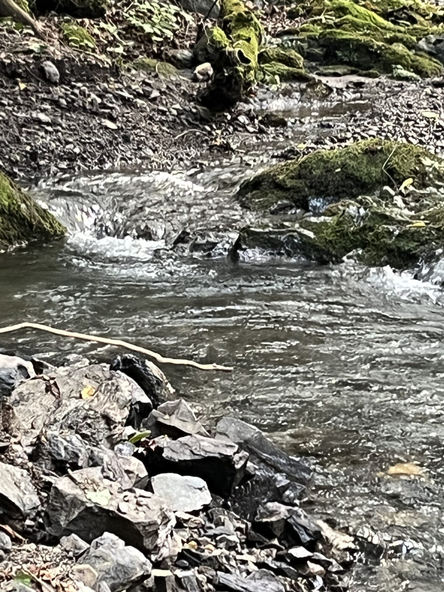 【山女魚の隠れ家。岩魚の隠れ家。】中ノ沢毛ばり釣り専用区2026.8.19(7)