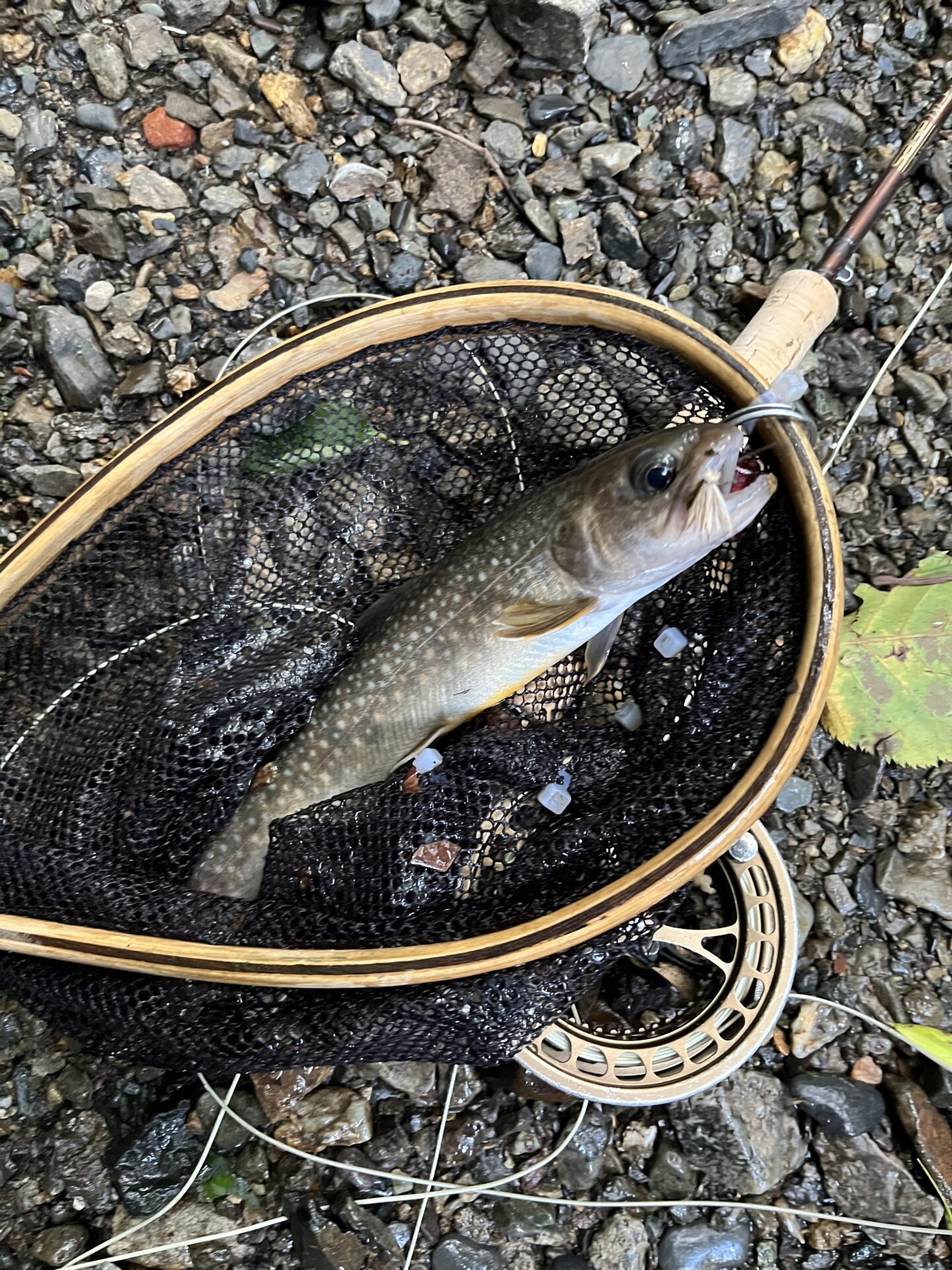 【山女魚の隠れ家。岩魚の隠れ家。】中ノ沢毛ばり釣り専用区2026.8.19(8)