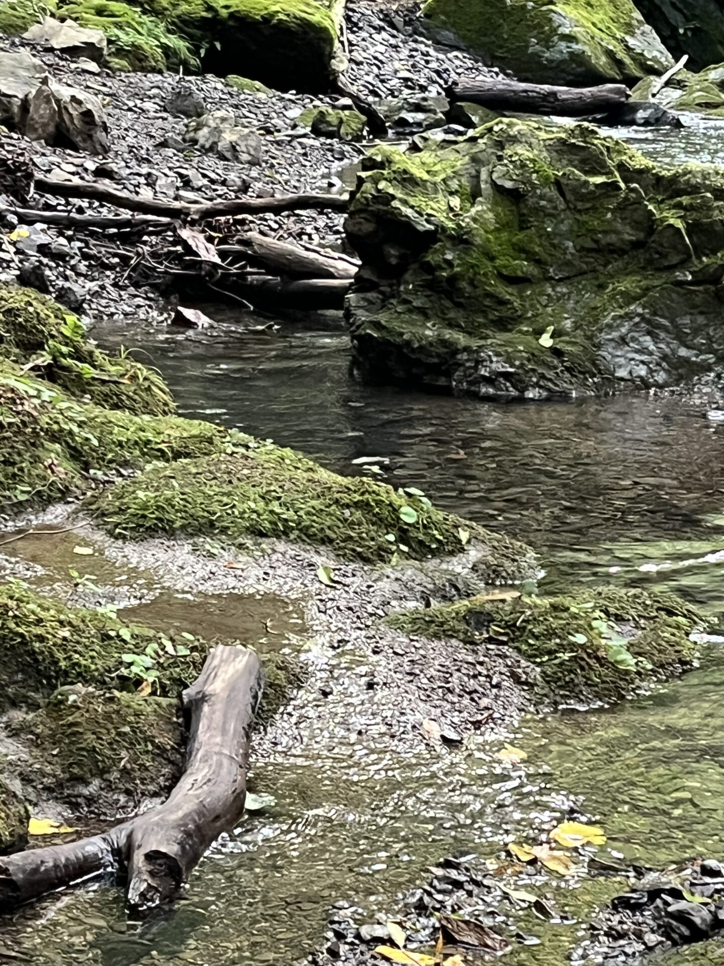 ポイント
【山女魚の隠れ家。岩魚の隠れ家。】中ノ沢毛ばり釣り専用区2026.8.19(8)