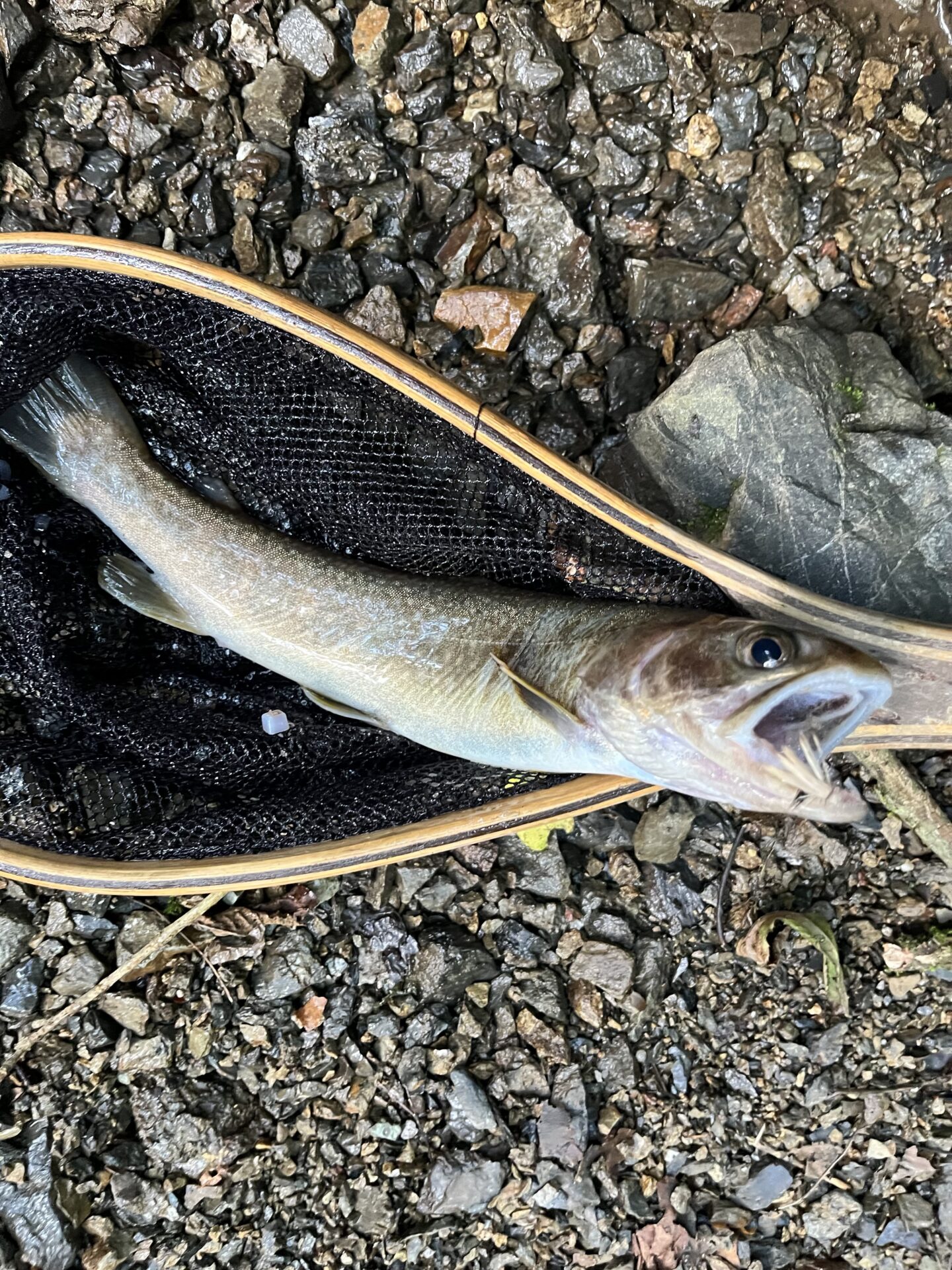 【山女魚の隠れ家。岩魚の隠れ家。】中ノ沢毛ばり釣り専用区2026.8.19(9)