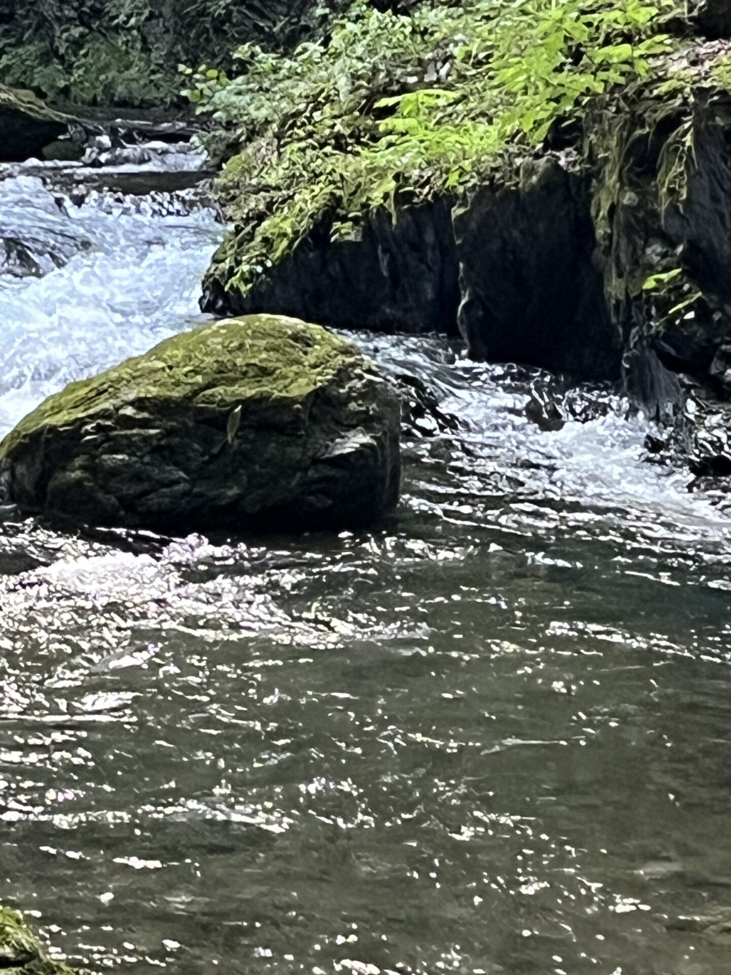 ポイント
【山女魚の隠れ家。岩魚の隠れ家。】中ノ沢毛ばり釣り専用区2026.8.19(9)