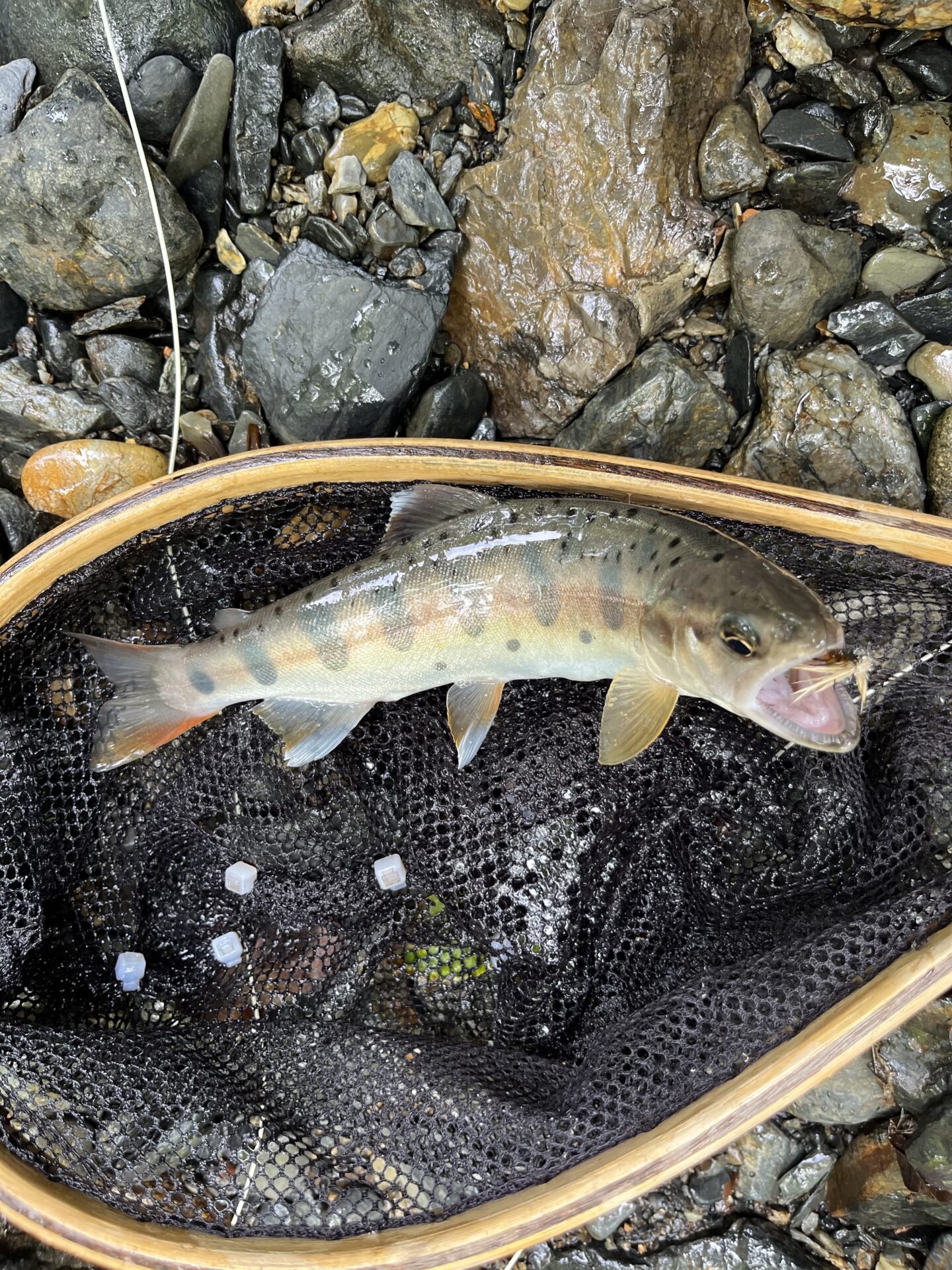 【山女魚の隠れ家。岩魚の隠れ家。】シャロムの森2026.8.20(1)