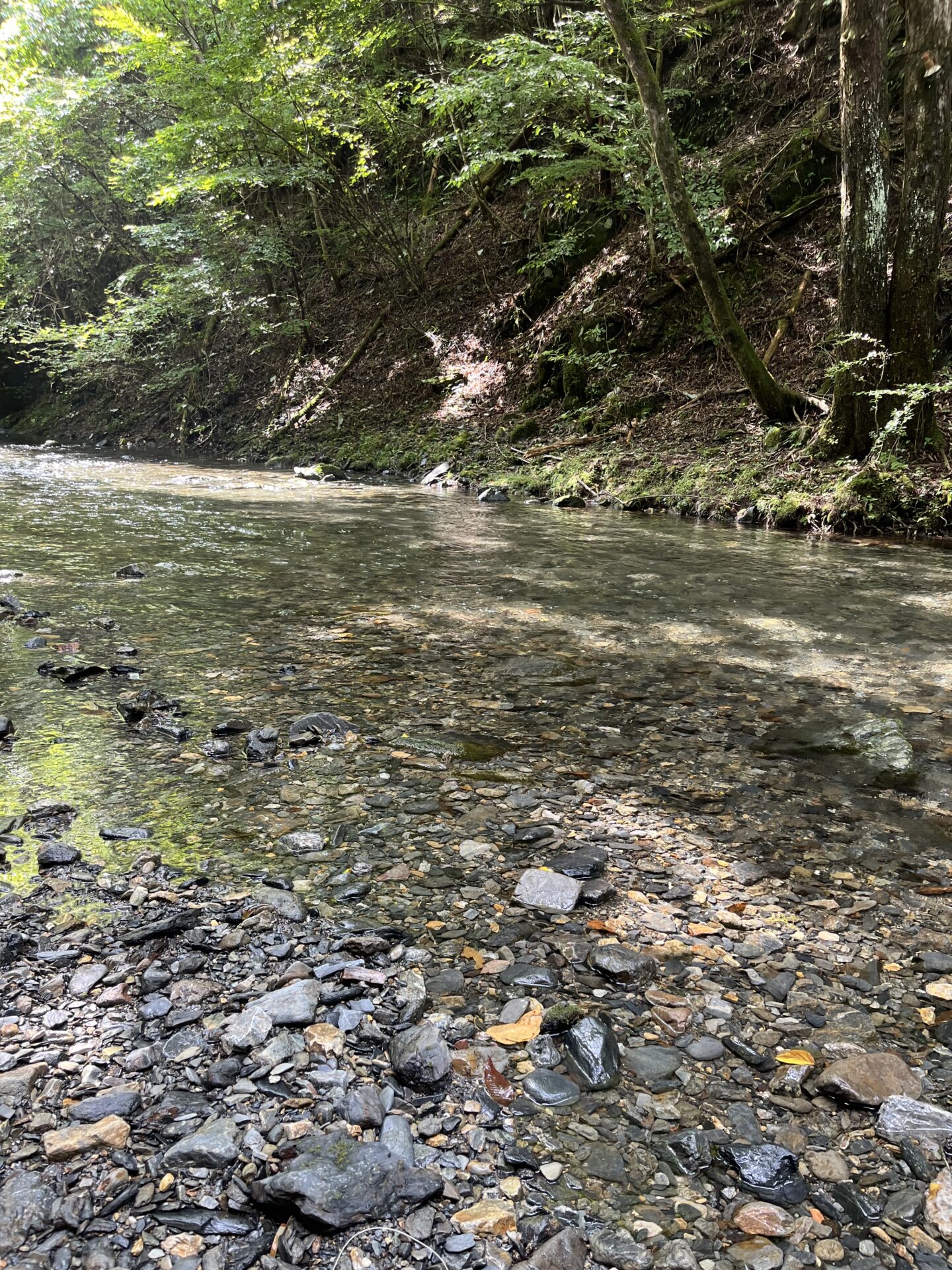 ポイント
【山女魚の隠れ家。岩魚の隠れ家。】シャロムの森2026.8.20(1)