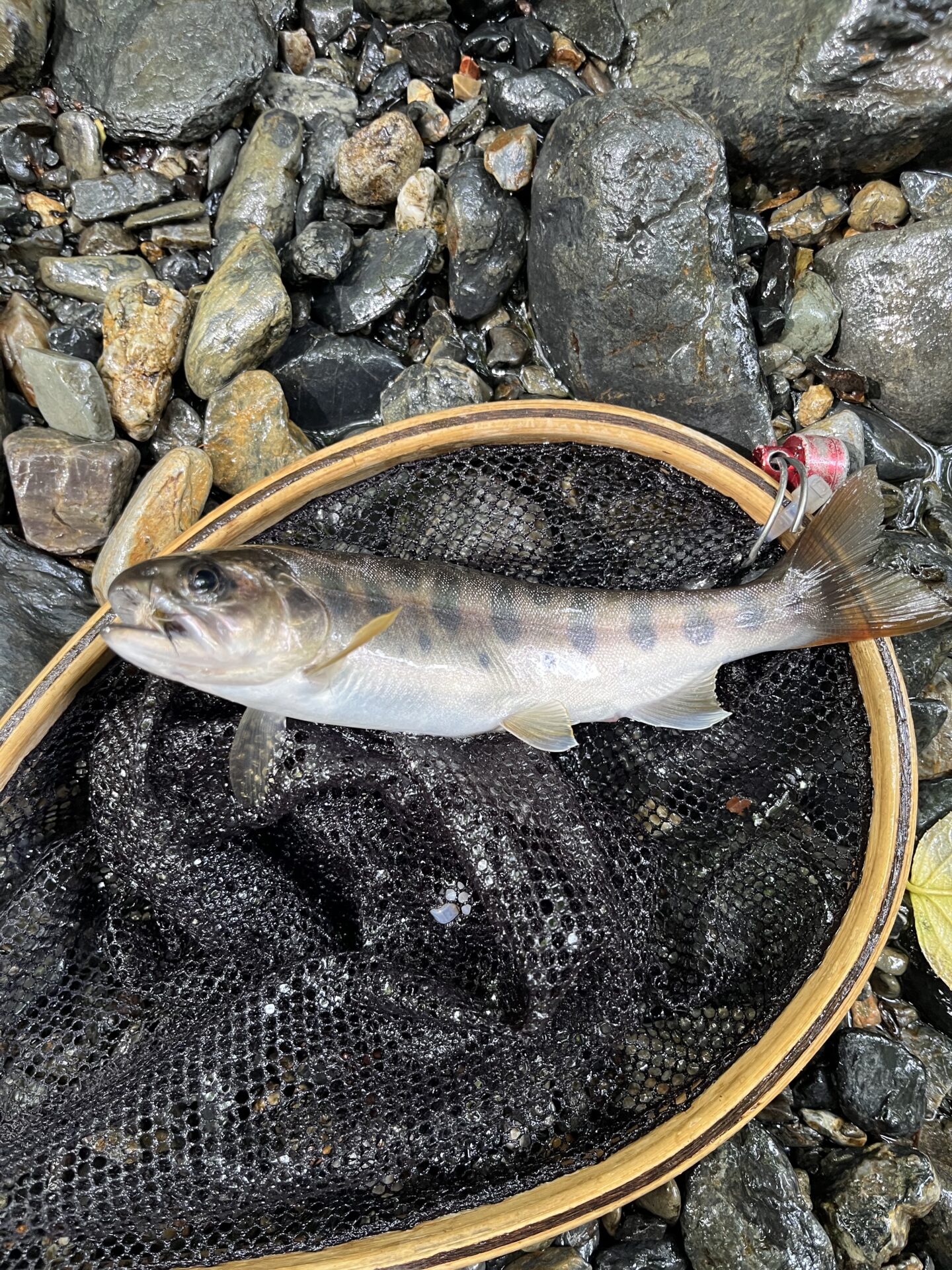 【山女魚の隠れ家。岩魚の隠れ家。】シャロムの森2026.8.20(2)