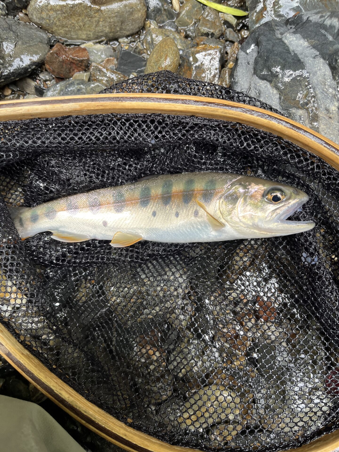 【山女魚の隠れ家。岩魚の隠れ家。】シャロムの森2026.8.20(3)