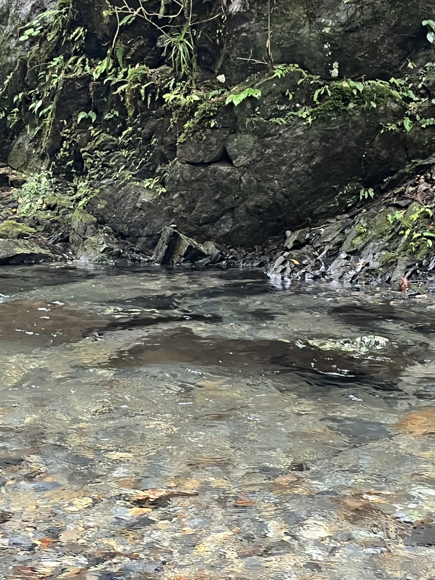 ポイント
【山女魚の隠れ家。岩魚の隠れ家。】シャロムの森2026.8.20(3)