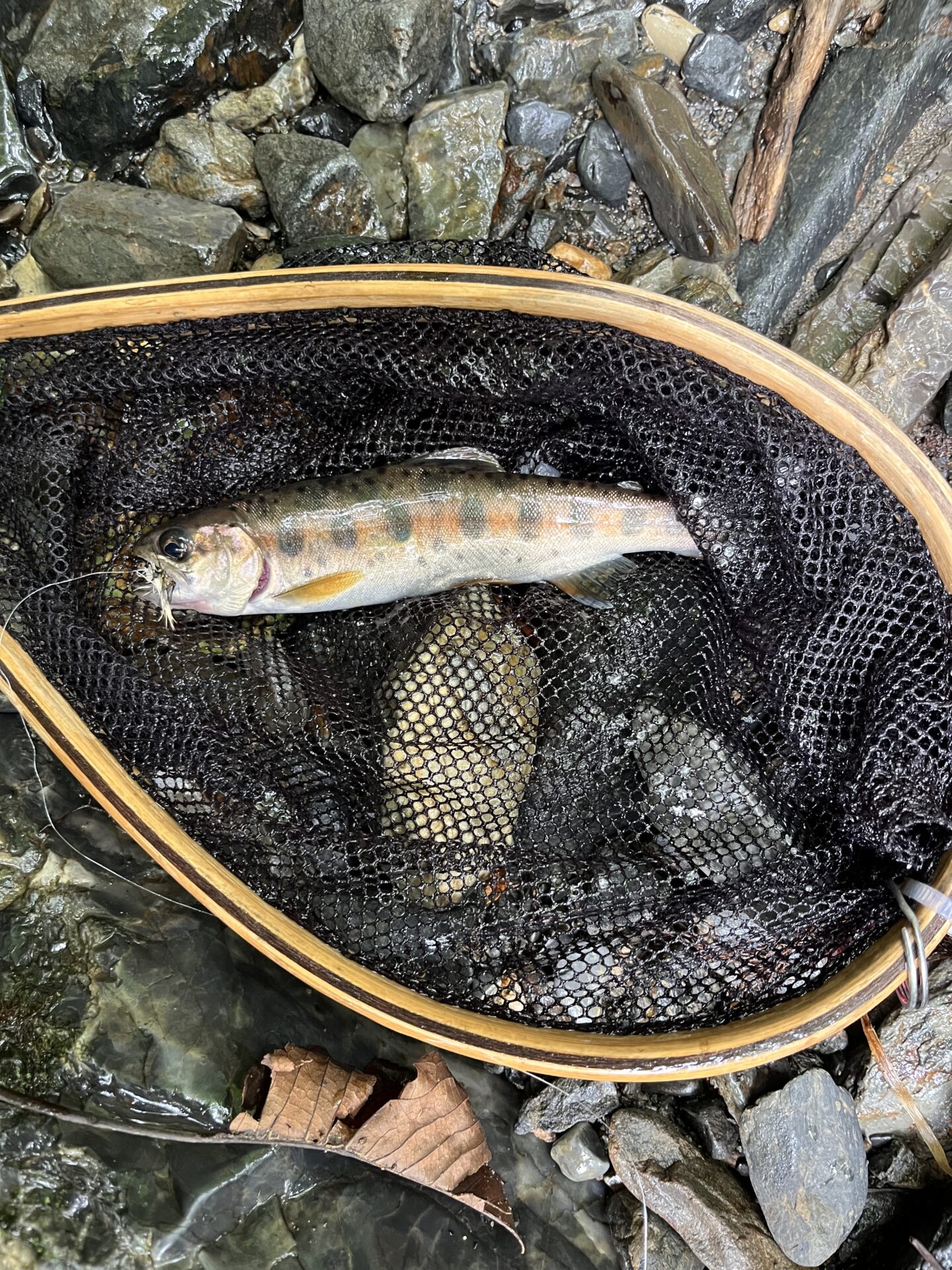 【山女魚の隠れ家。岩魚の隠れ家。】シャロムの森2026.8.20(4)