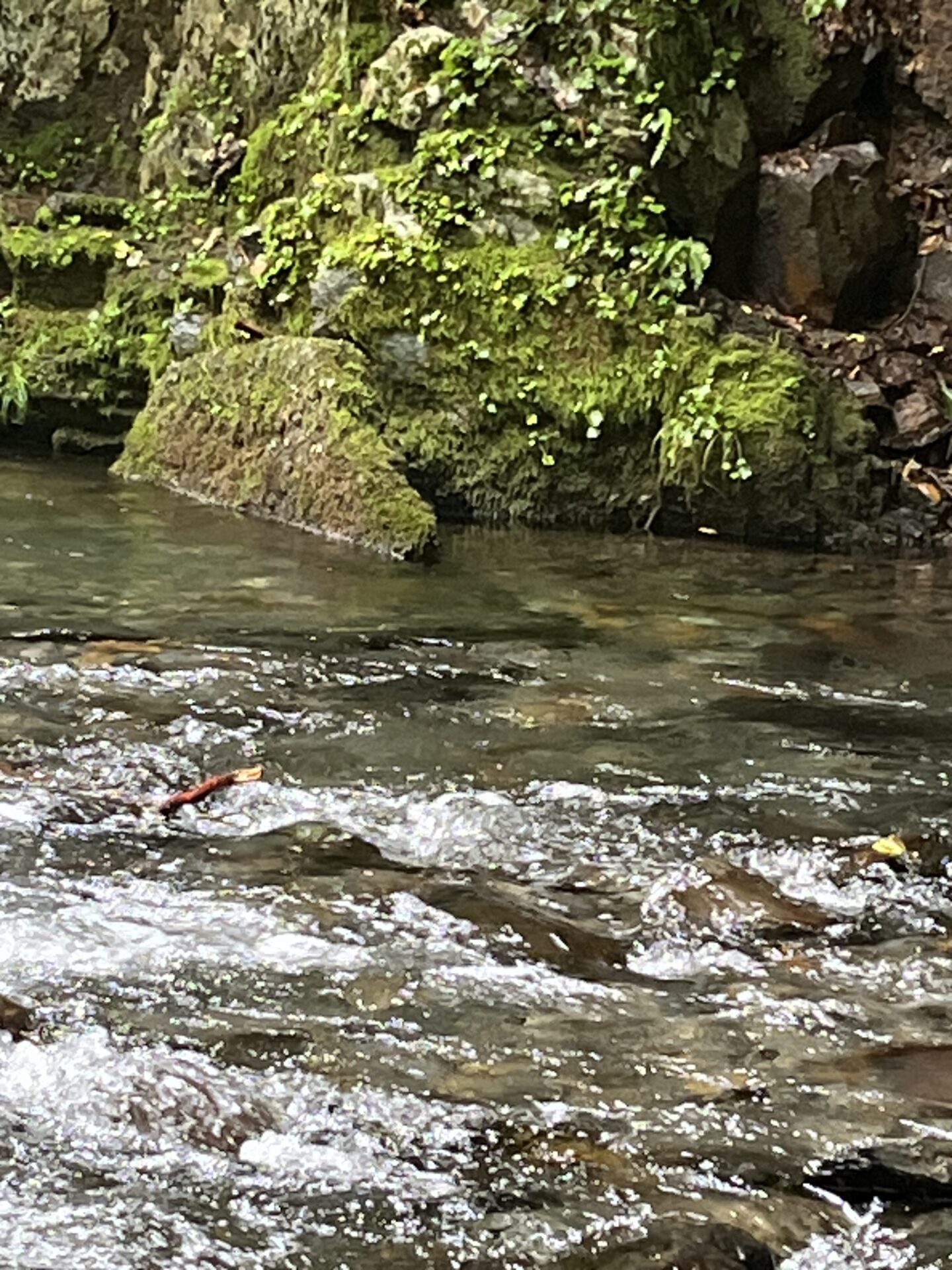 ポイント
【山女魚の隠れ家。岩魚の隠れ家。】シャロムの森2026.8.20(4)