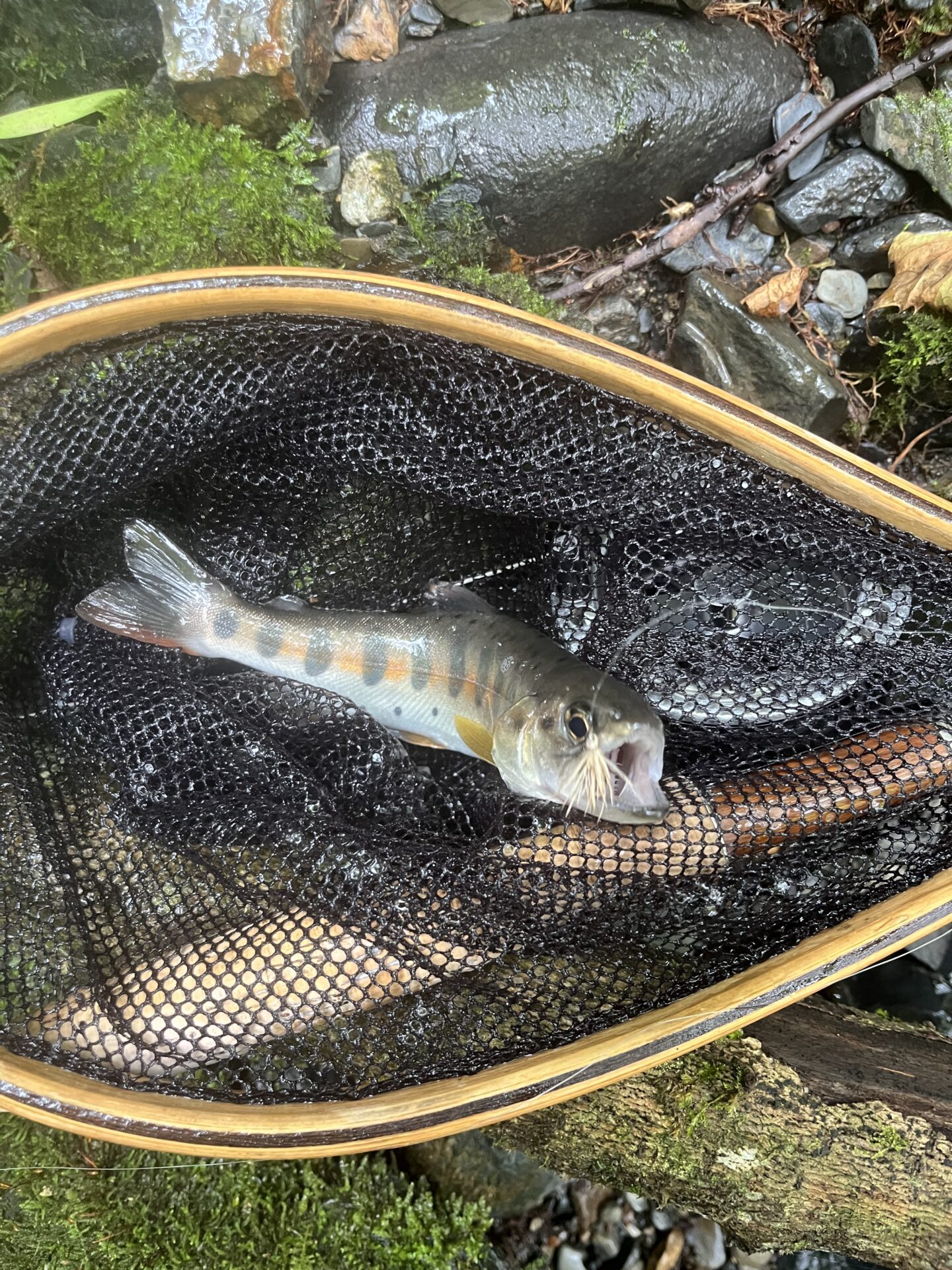 【山女魚の隠れ家。岩魚の隠れ家。】シャロムの森2026.8.20(5)