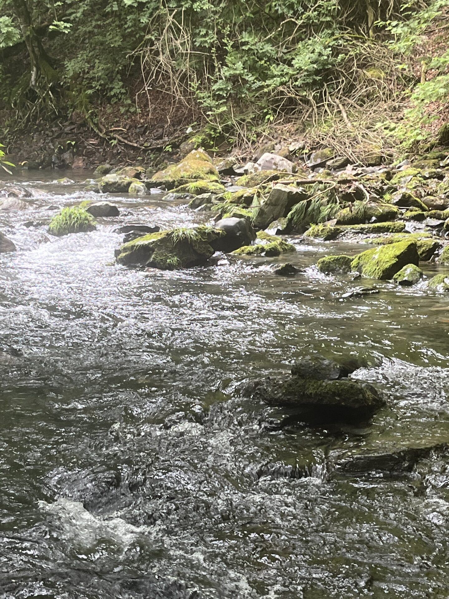 ポイント
【山女魚の隠れ家。岩魚の隠れ家。】シャロムの森2026.8.20(5)