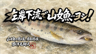 【フライフィッシング】左岸下流で山女魚・・・ヨシ！ 