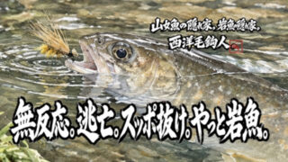 【フライフィッシング】無反応。逃亡。スッポ抜け。やっと岩魚。 
