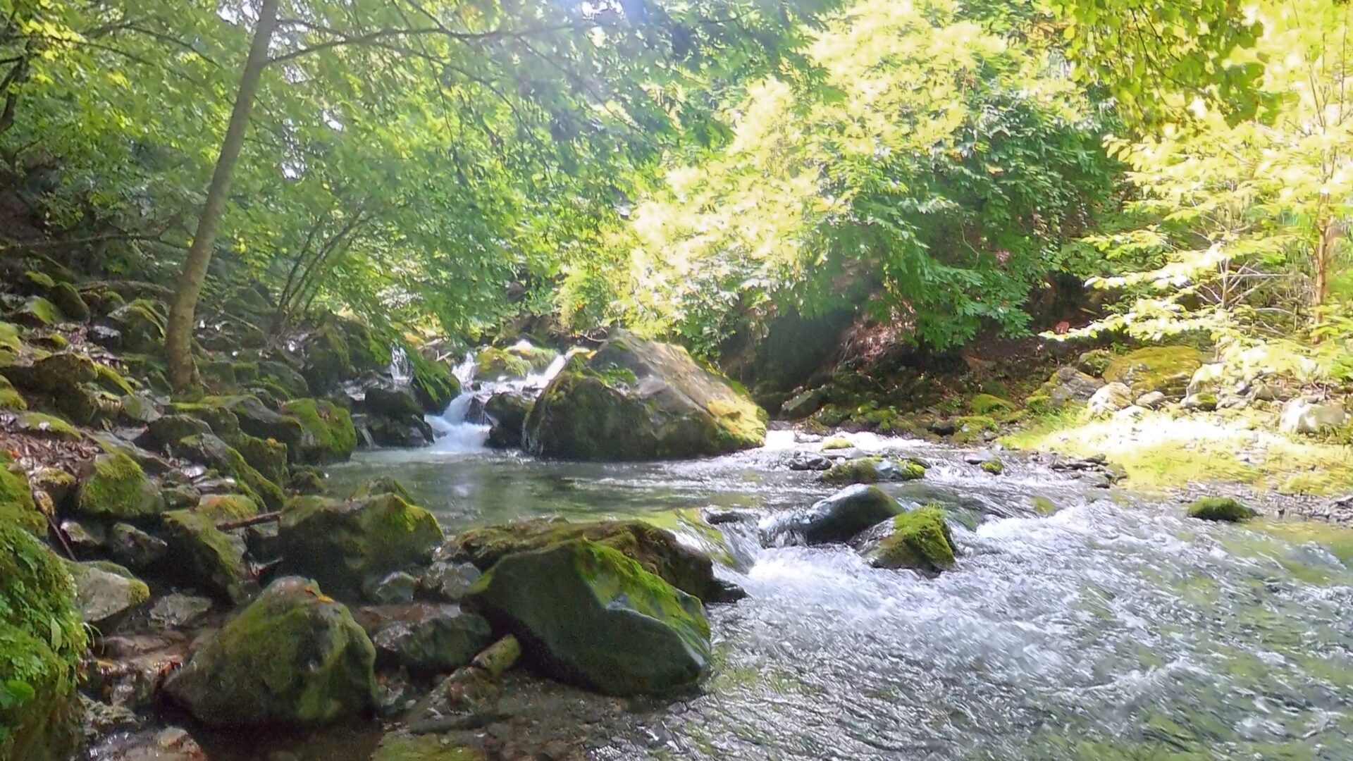 赤久縄
山岳渓流入口付近のプール
2026.9.2