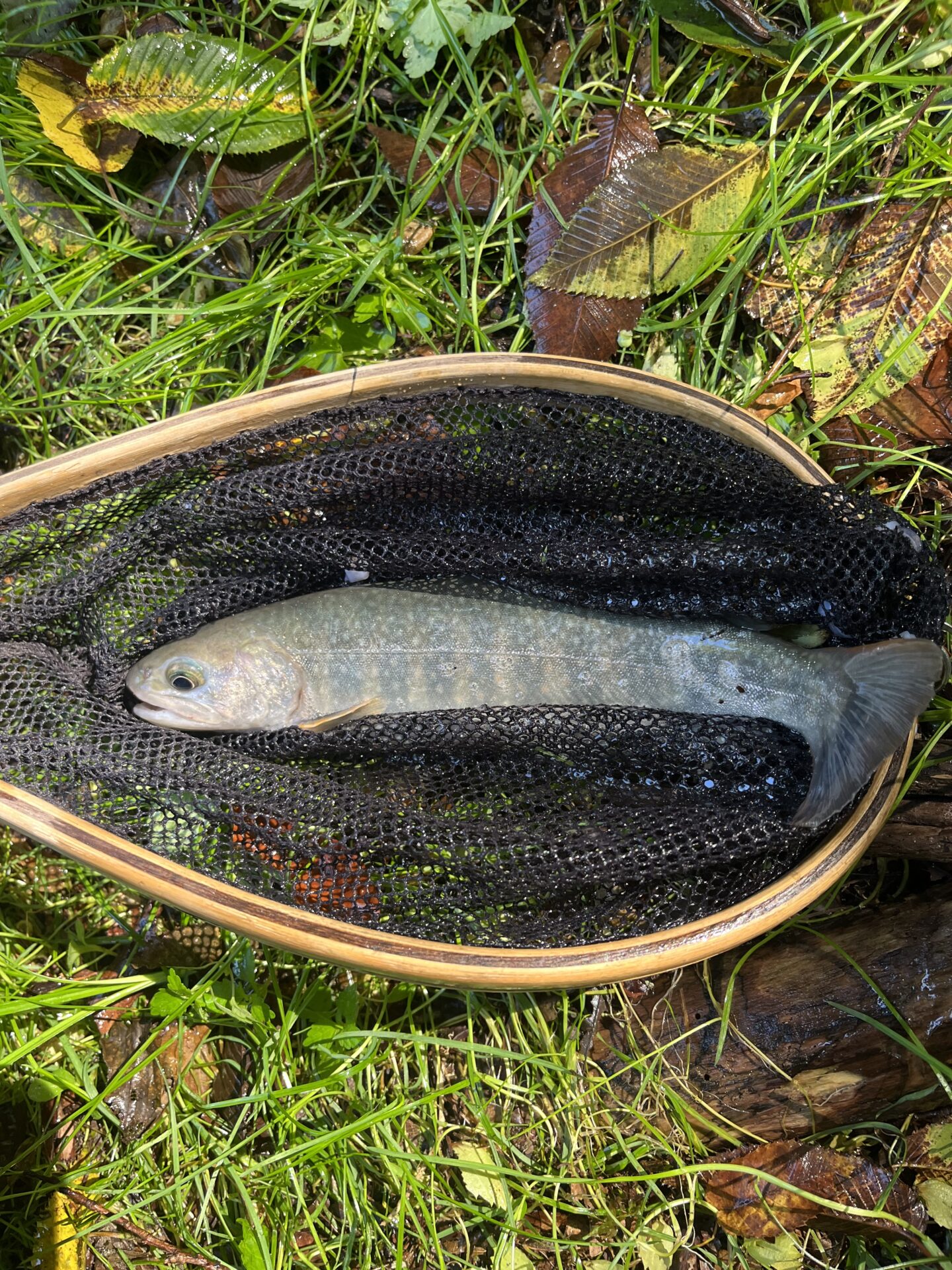 【山女魚の隠れ家。岩魚の隠れ家。】赤久縄2026.9.2(1)
